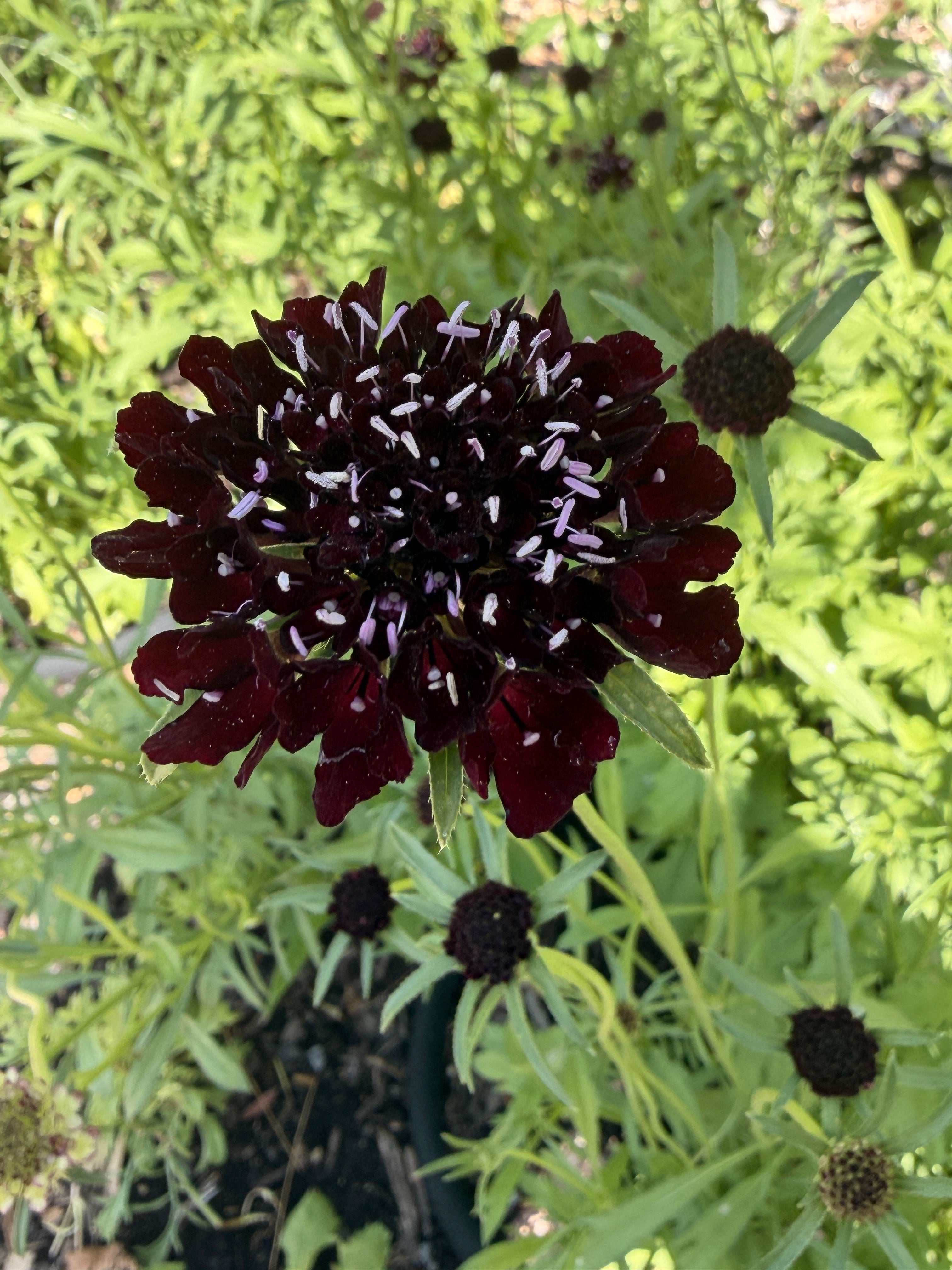 Scabiosa - Black Knight