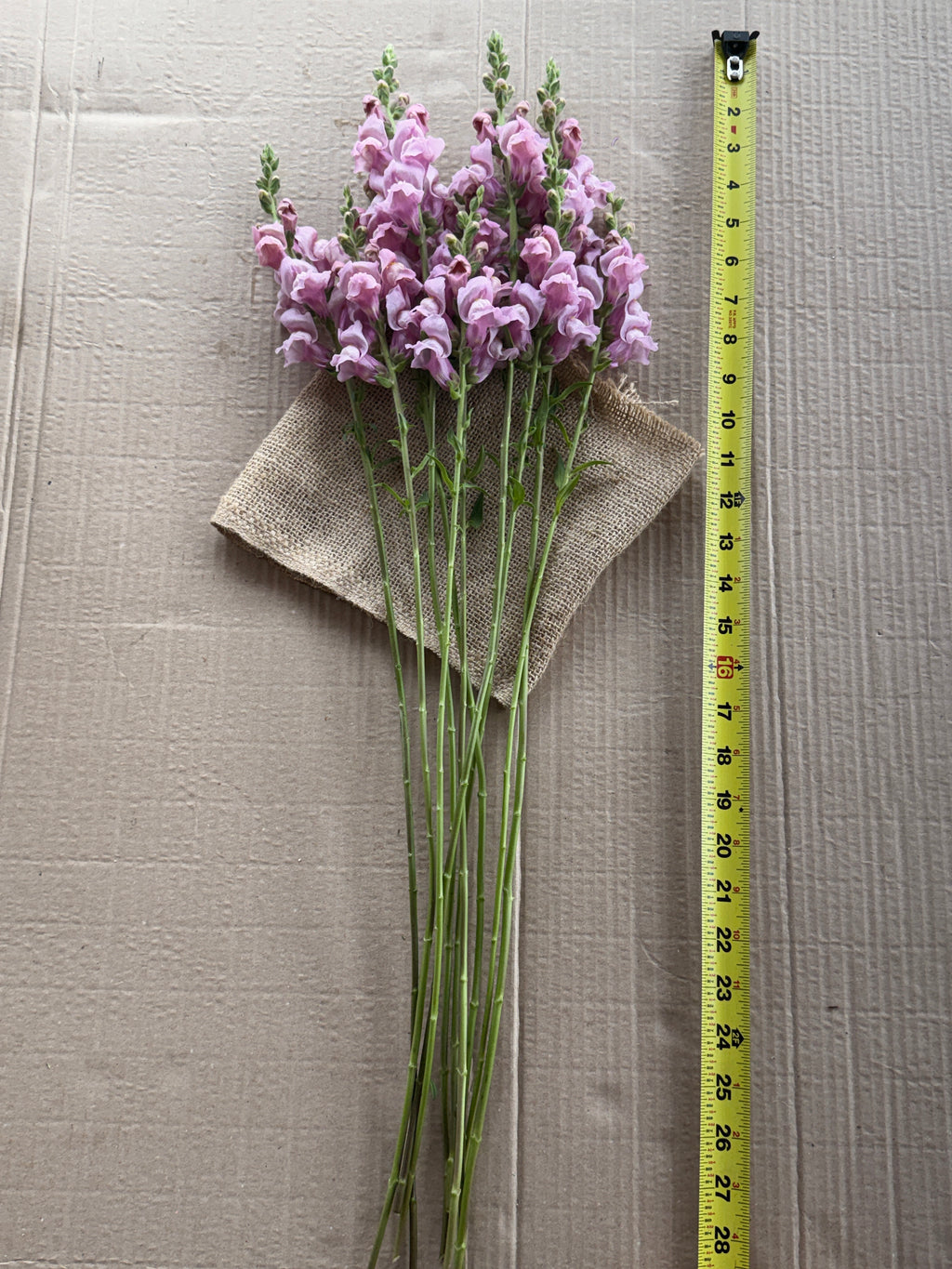 Snapdragon - Potomac Lavender