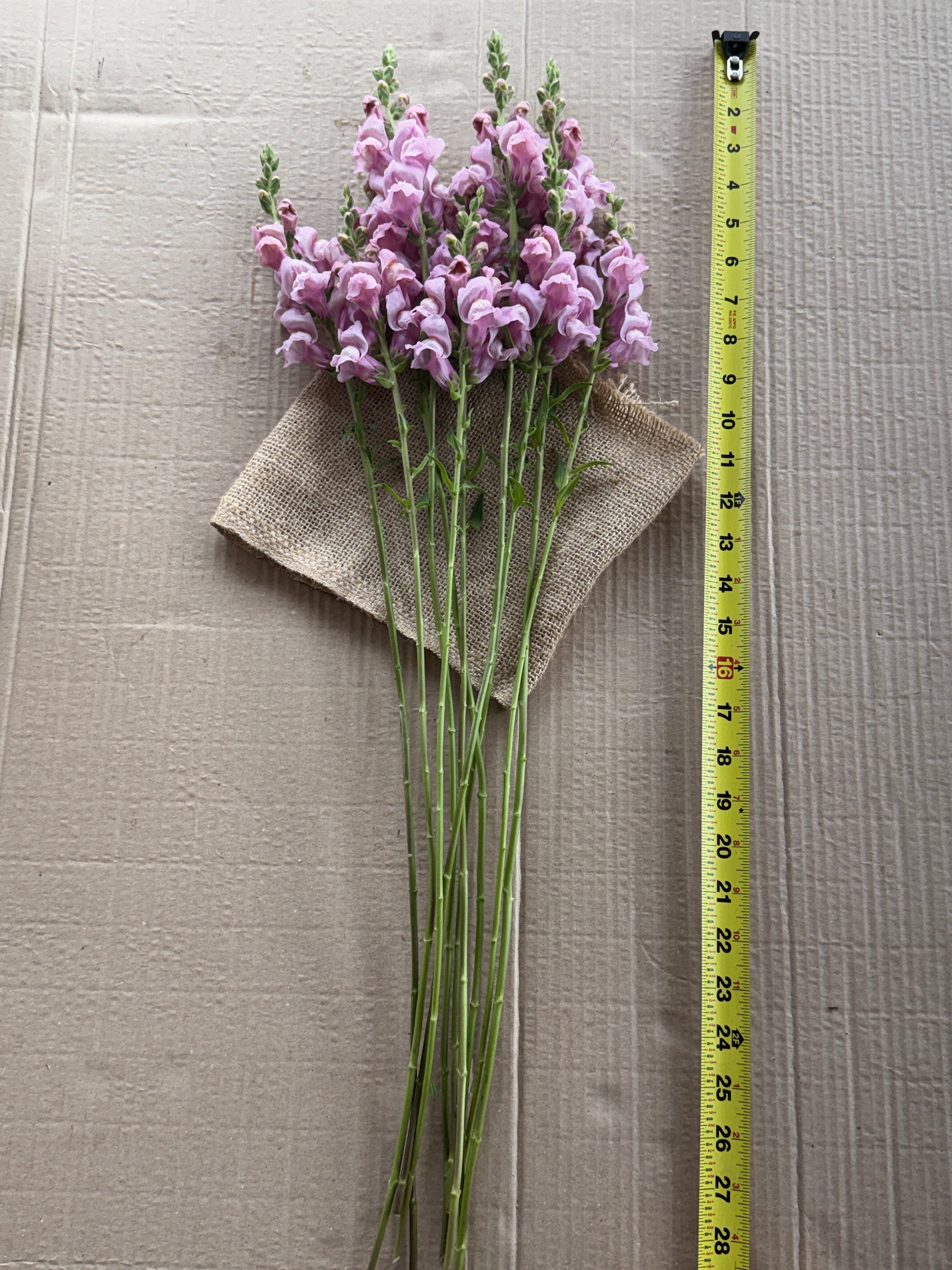 Snapdragon - Potomac Lavender