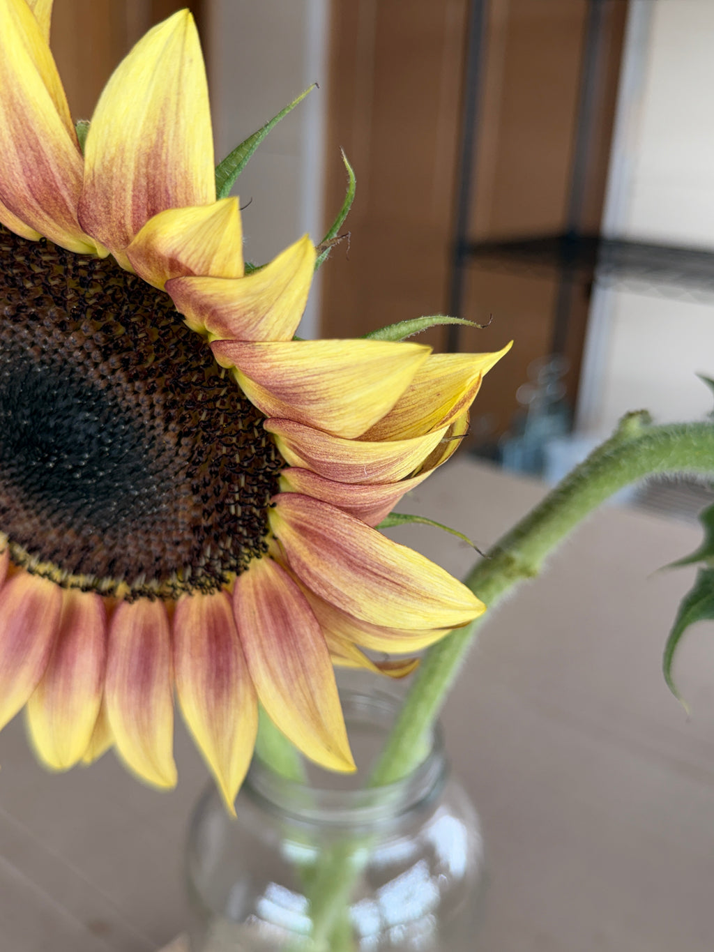 Sunflower - Procut Plum