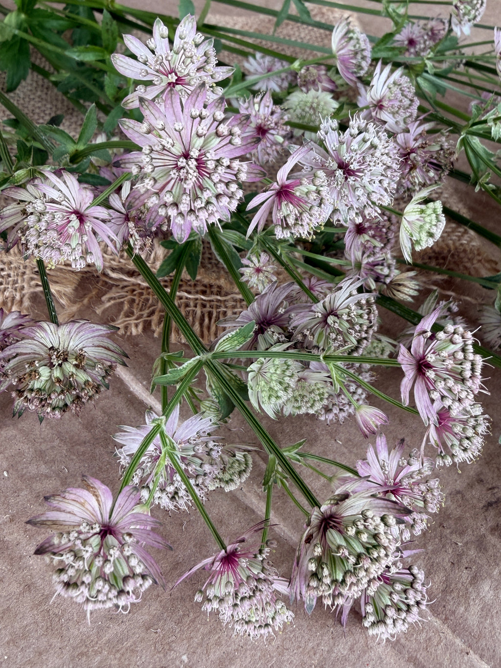 Astrantia - Pink