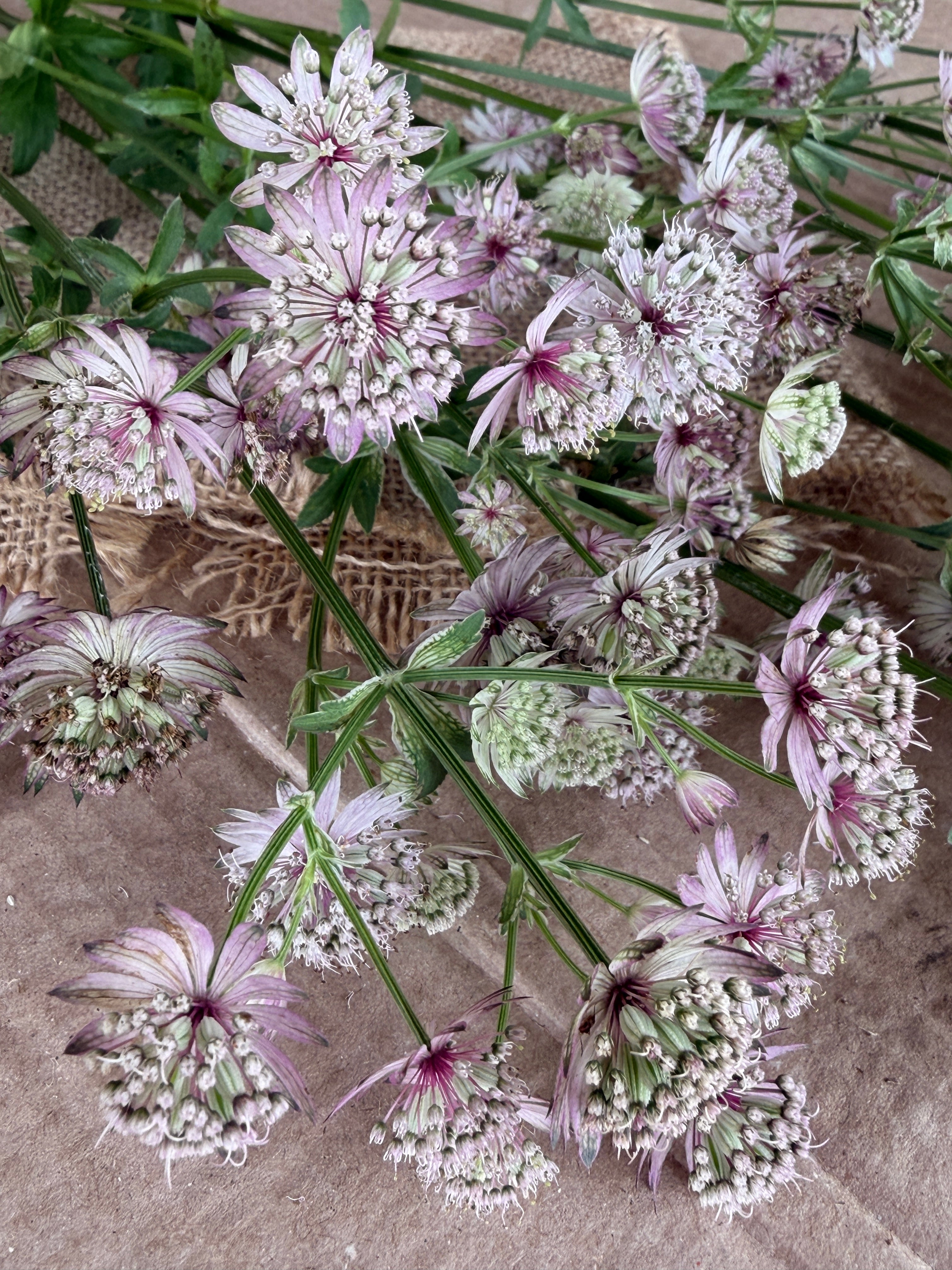 Astrantia - Pink