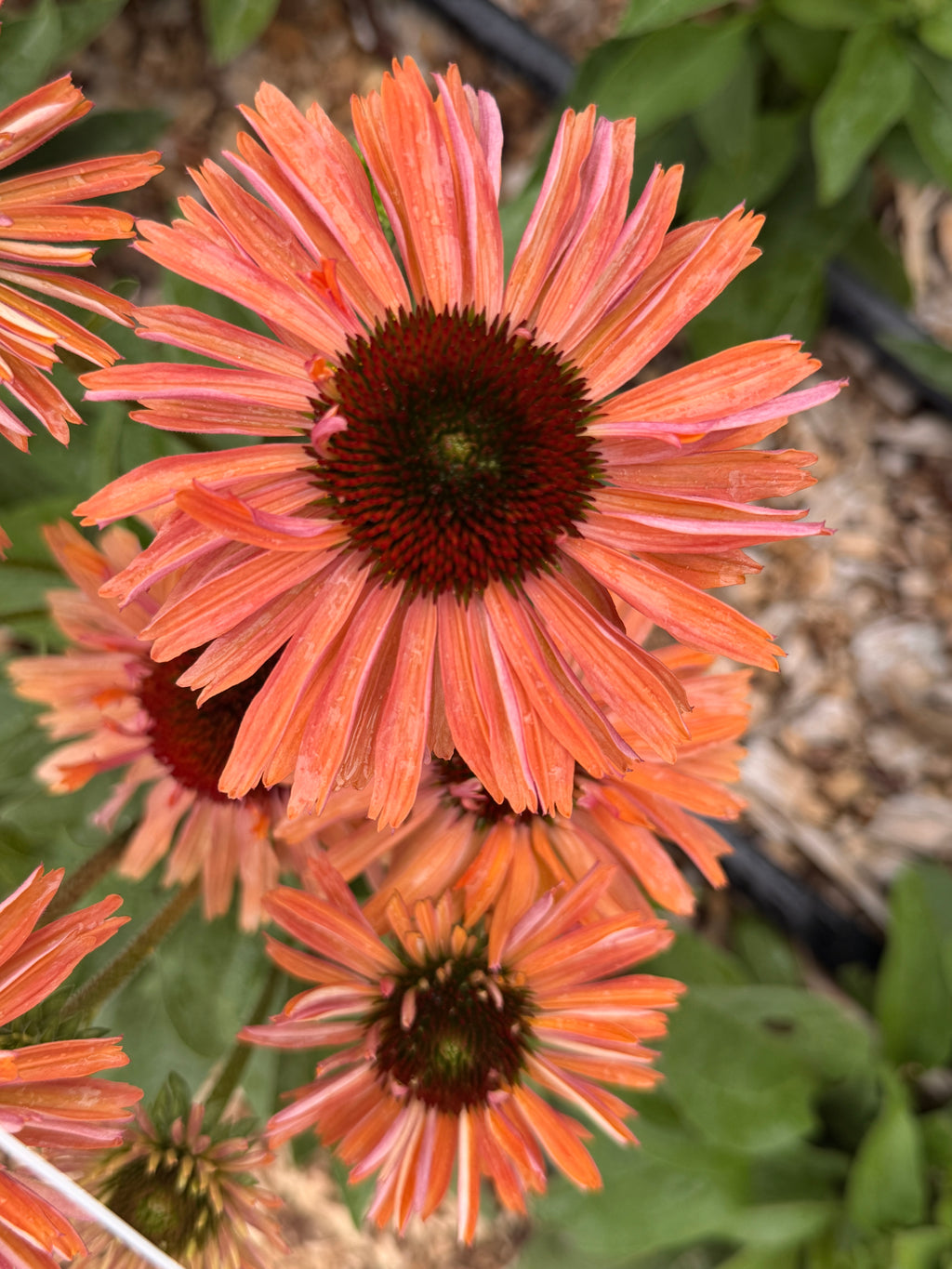 Echinacea - Pumpkin Spice