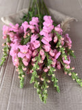 Snapdragon - Potomac Light Pink