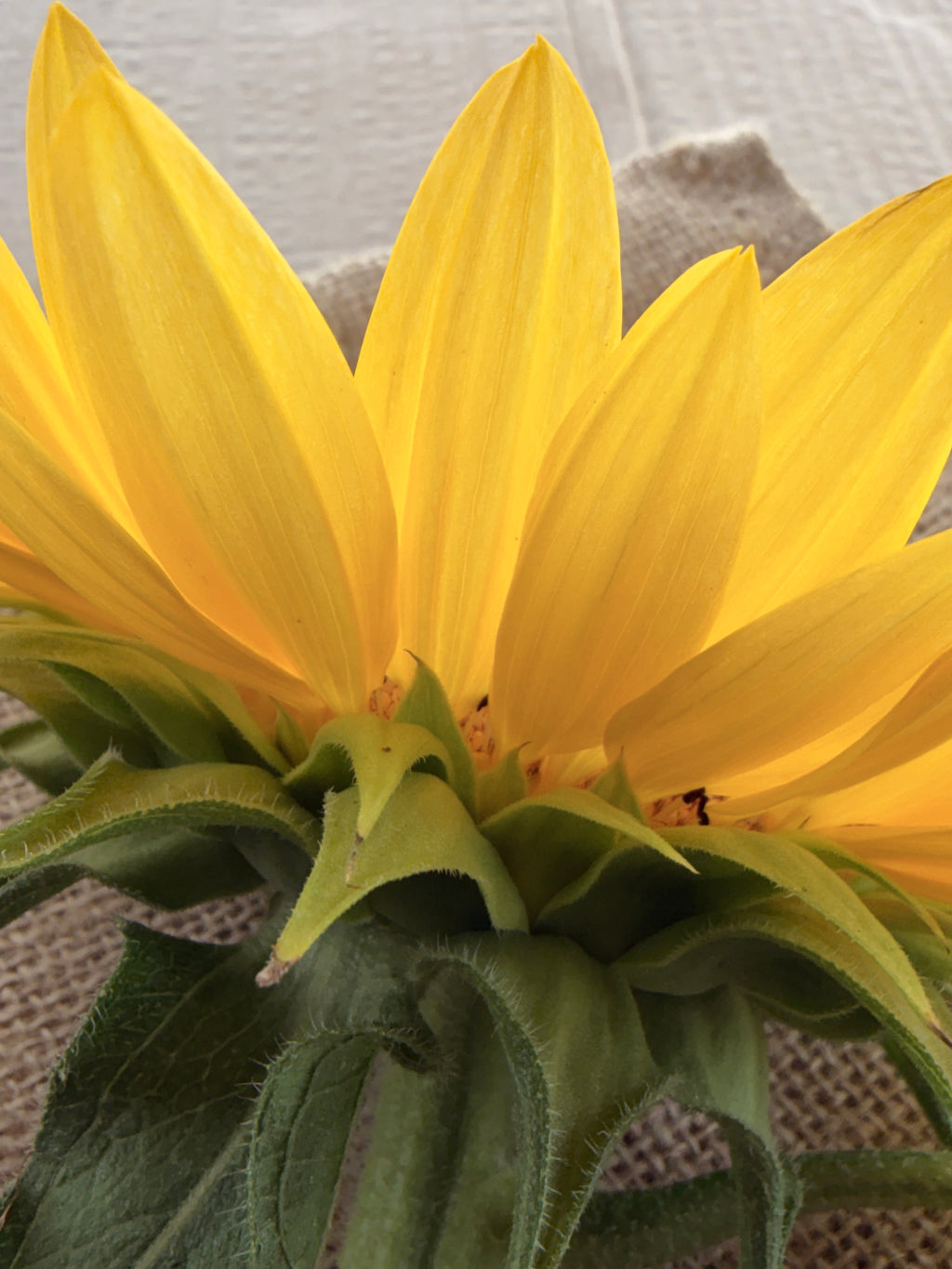 Sunflower - Procut Peach