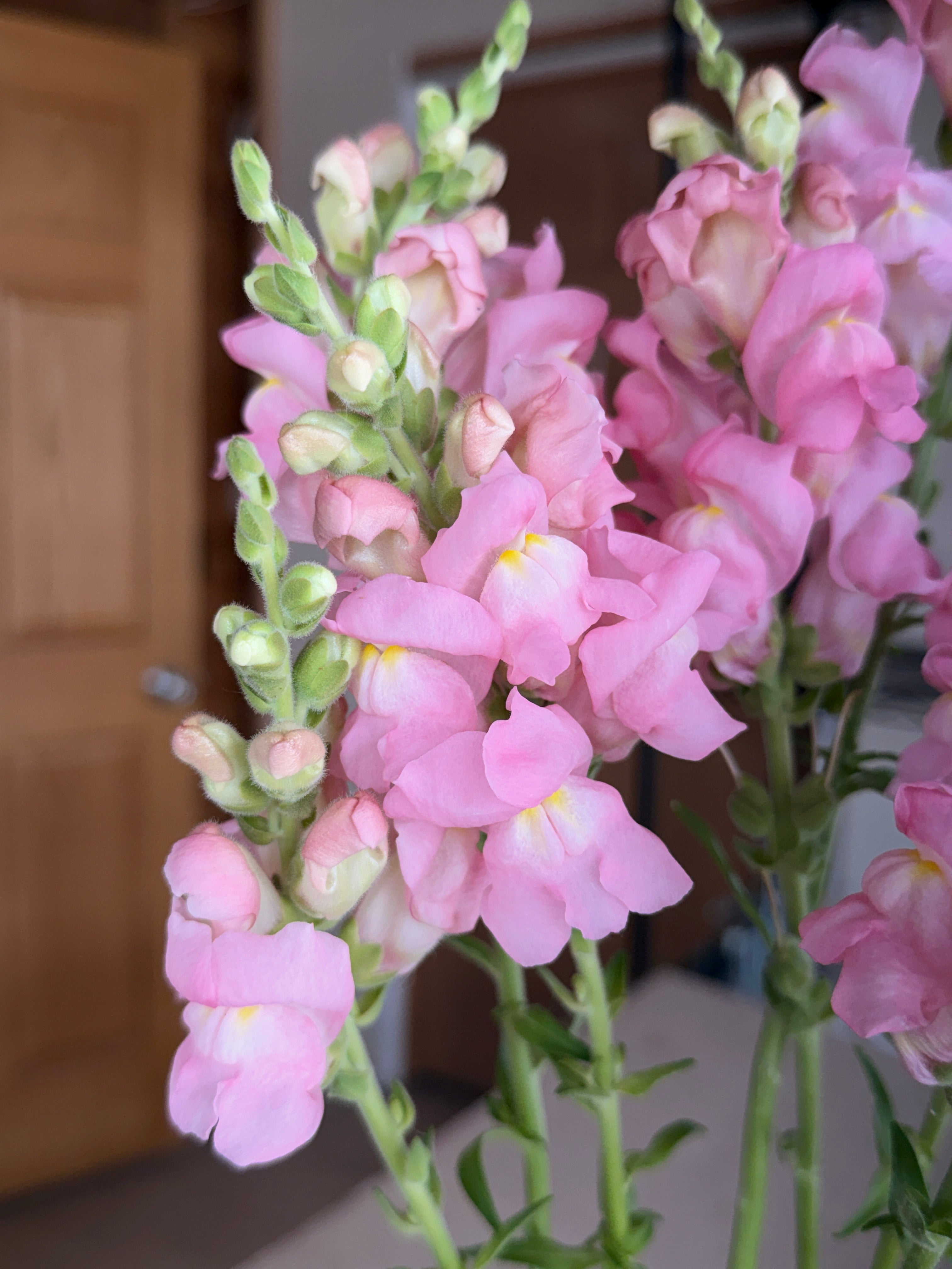 Snapdragon - Avignon Light Rose