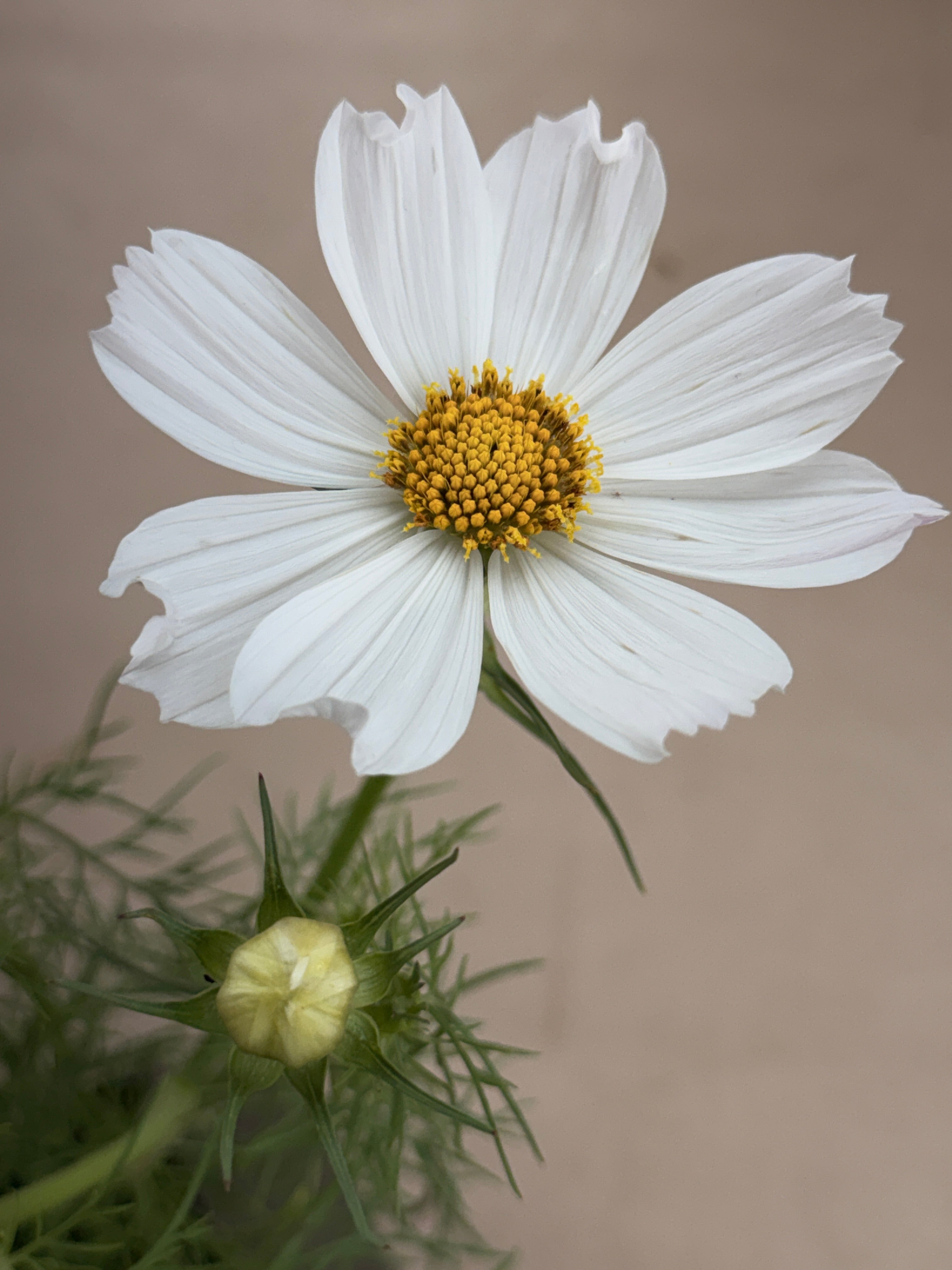 Cosmos - Afternoon White