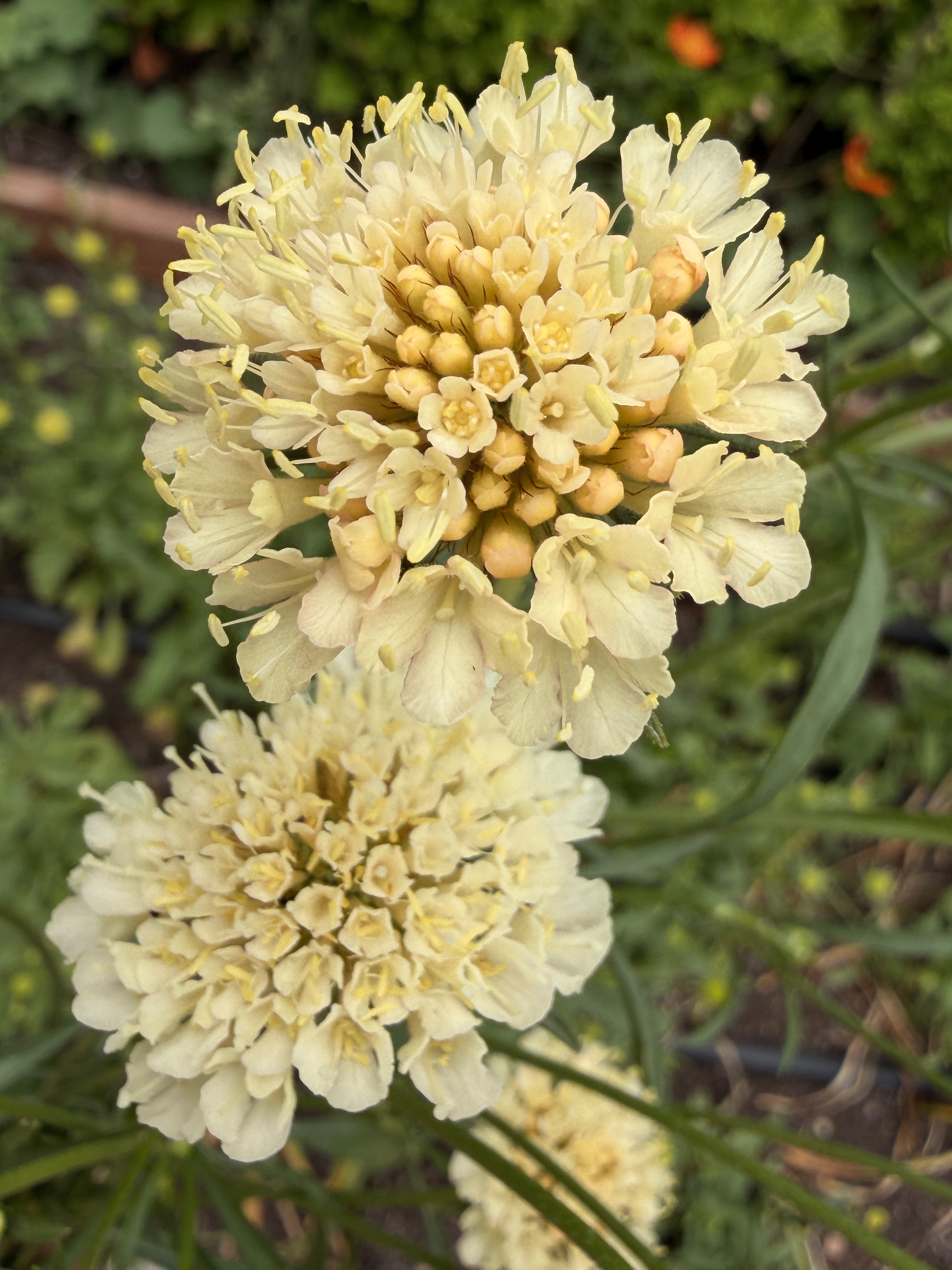 Scabiosa - Fata Morgana