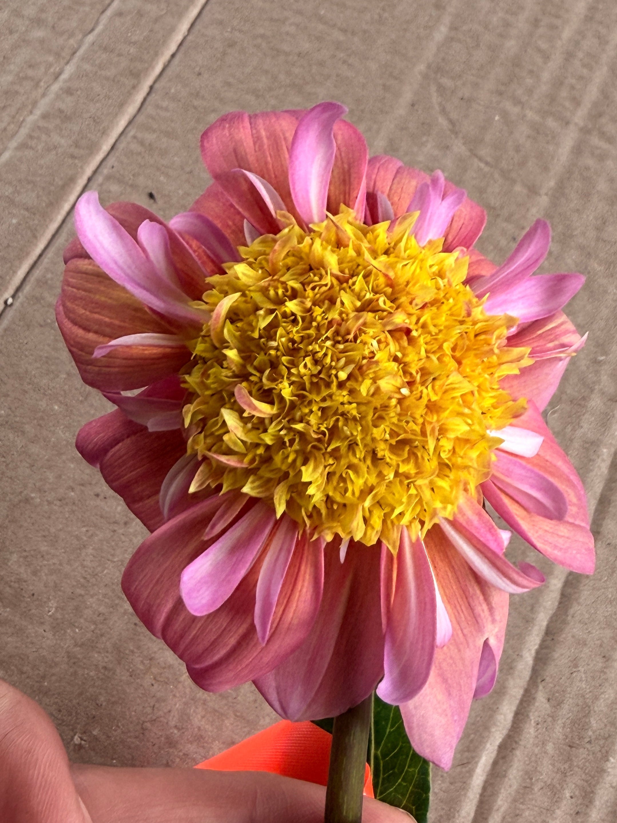 Dahlia - Anemone or Collarette (Mix)