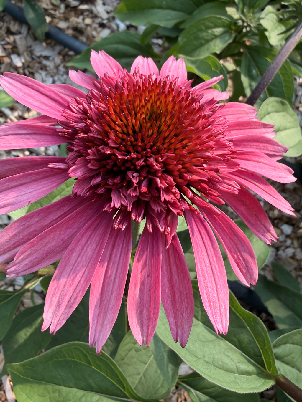 PomPon Echinacea - Raspberry