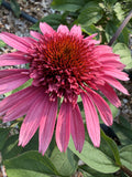 PomPon Echinacea - Raspberry