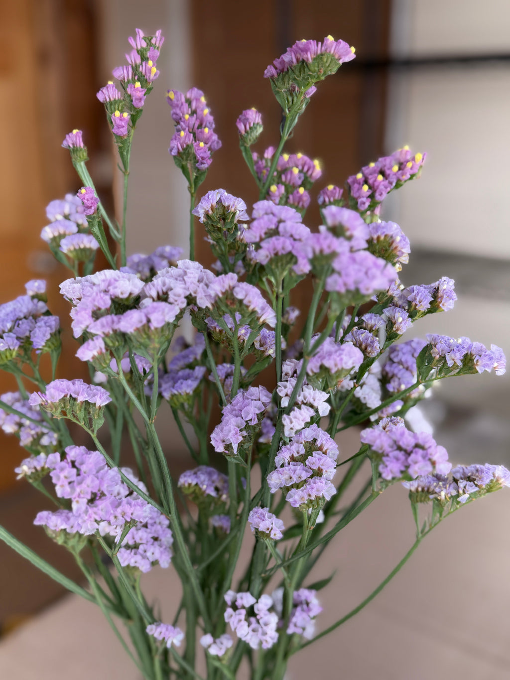 Statice - Lavender Shades