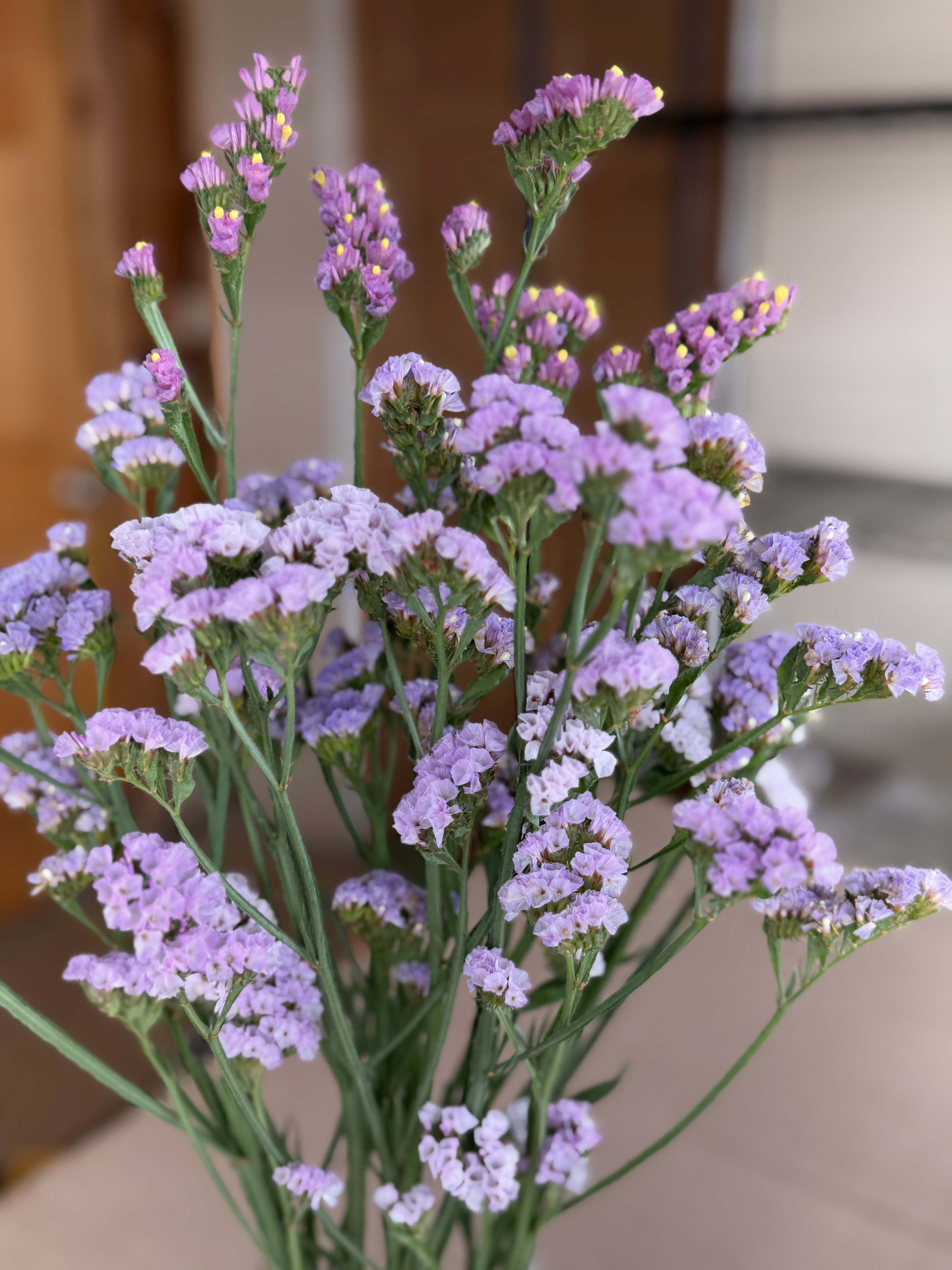 Statice - Lavender Shades