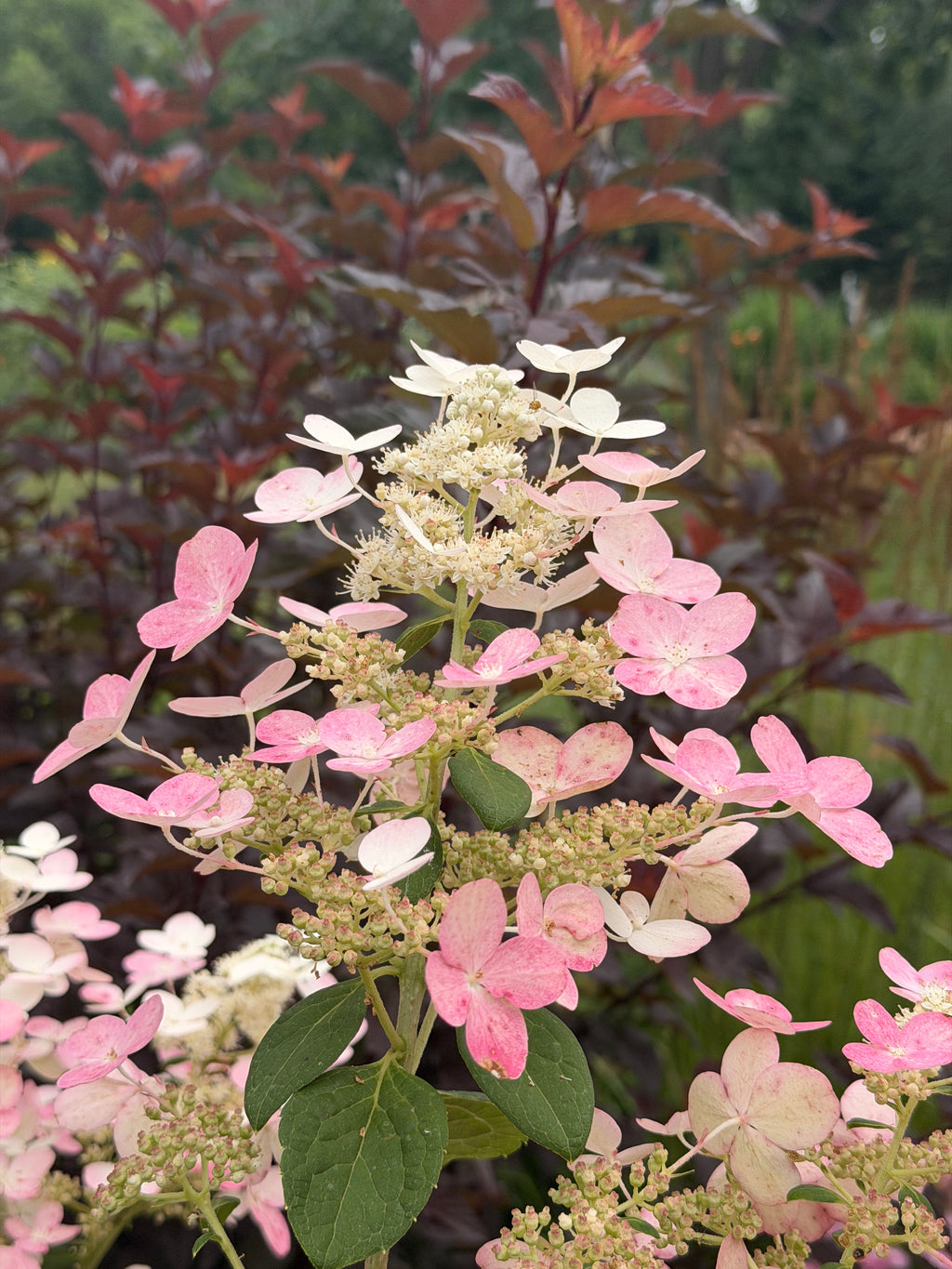 Hydrangea - Quick Fire