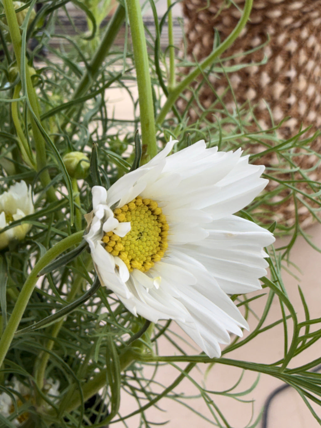 Cosmos - Snow Puff