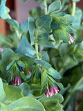 Cerinthe