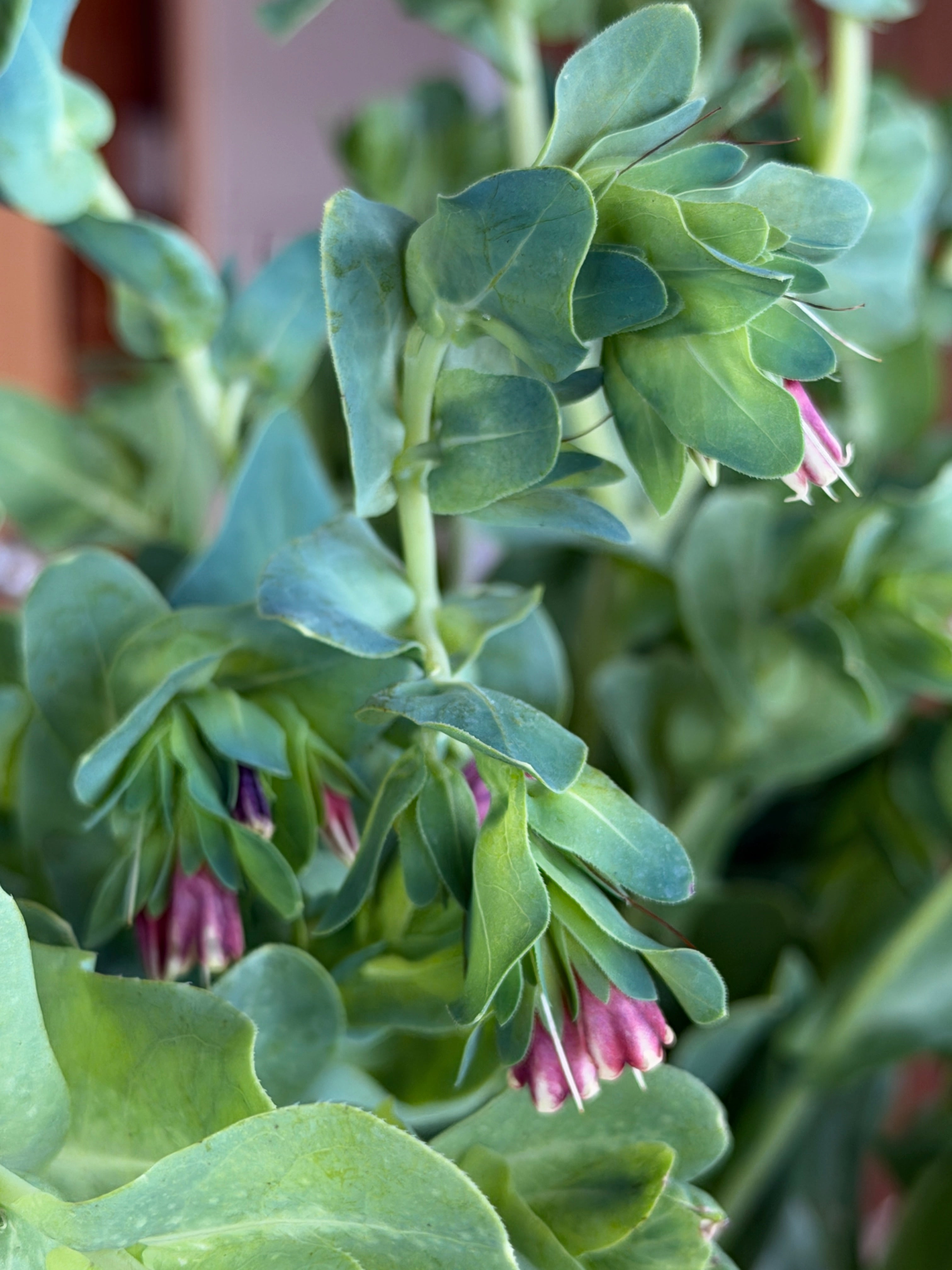 Cerinthe