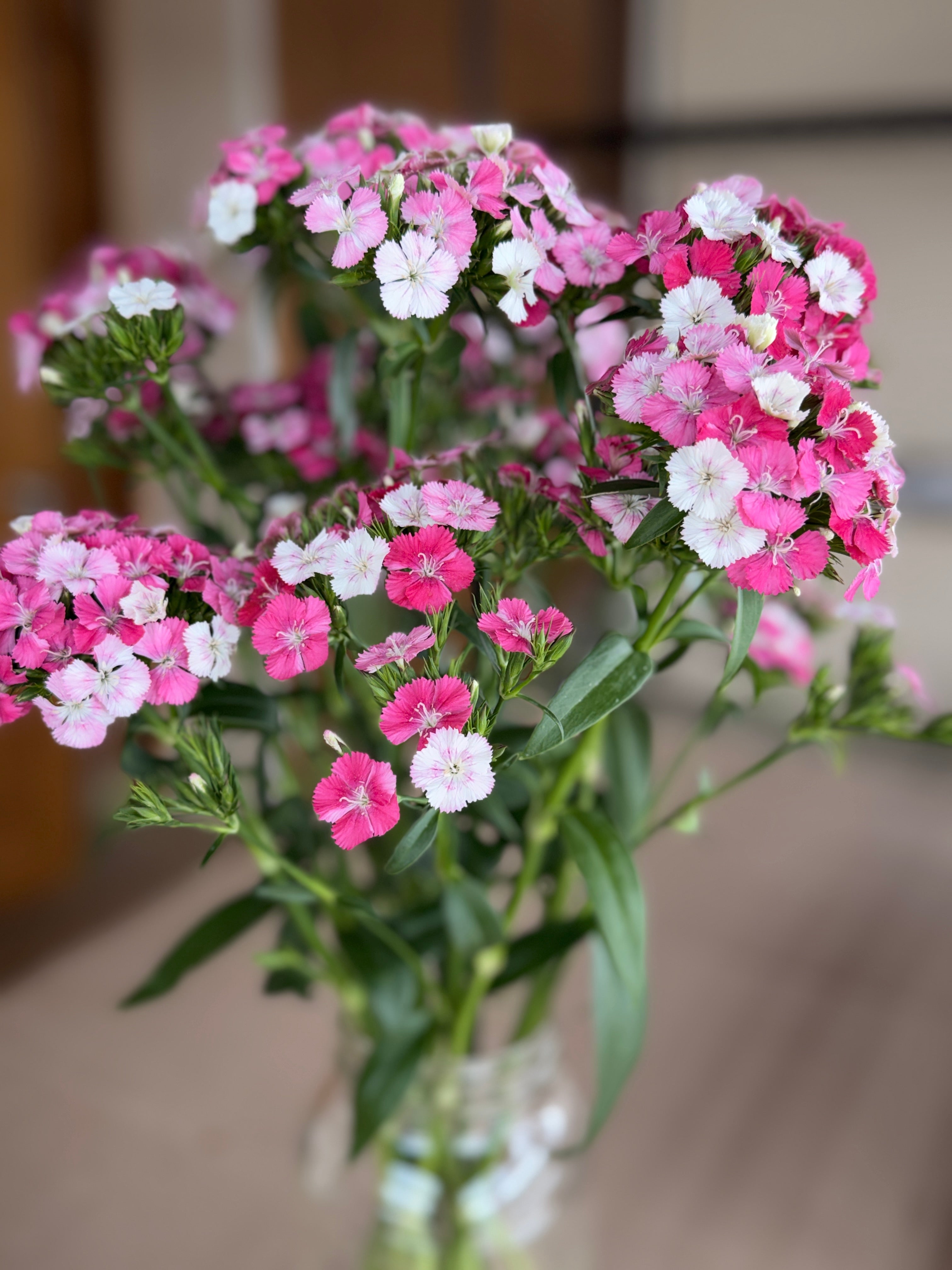 Dianthus - Pink & White