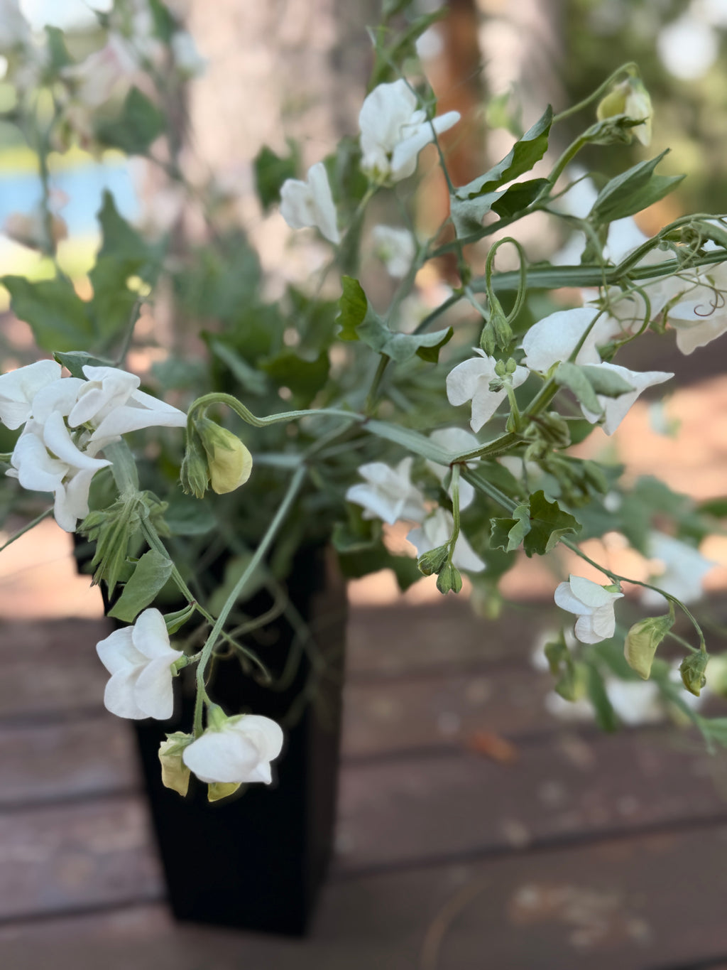 Sweet Peas - White