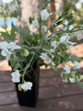 Sweet Peas - White