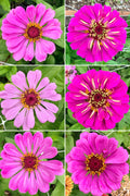 Zinnia - Dream