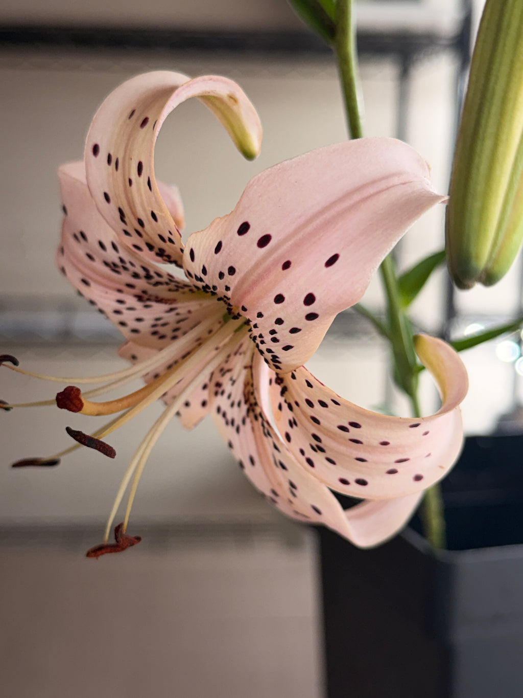 Lily - Pink Tiger