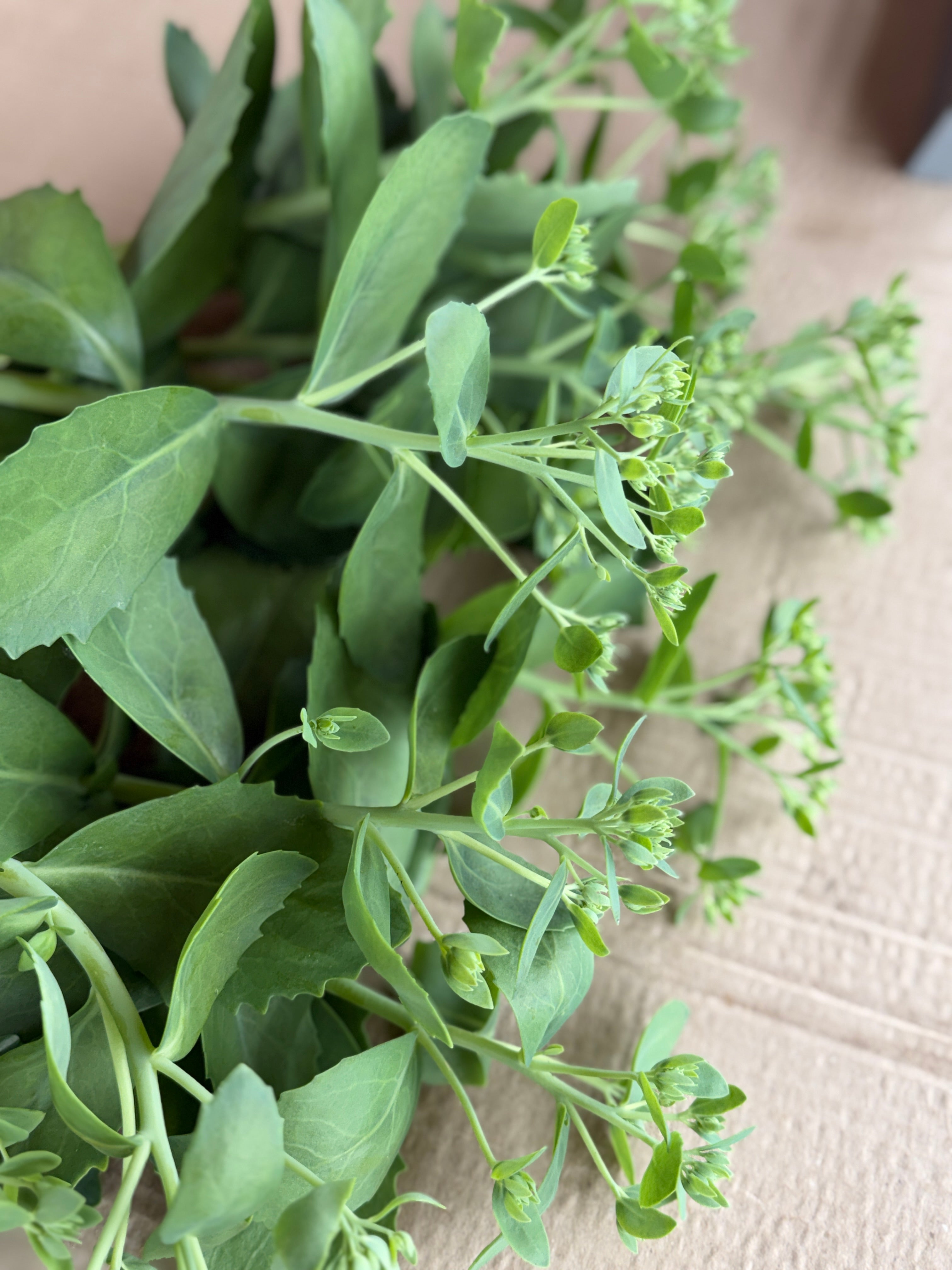 Sedum - Budded