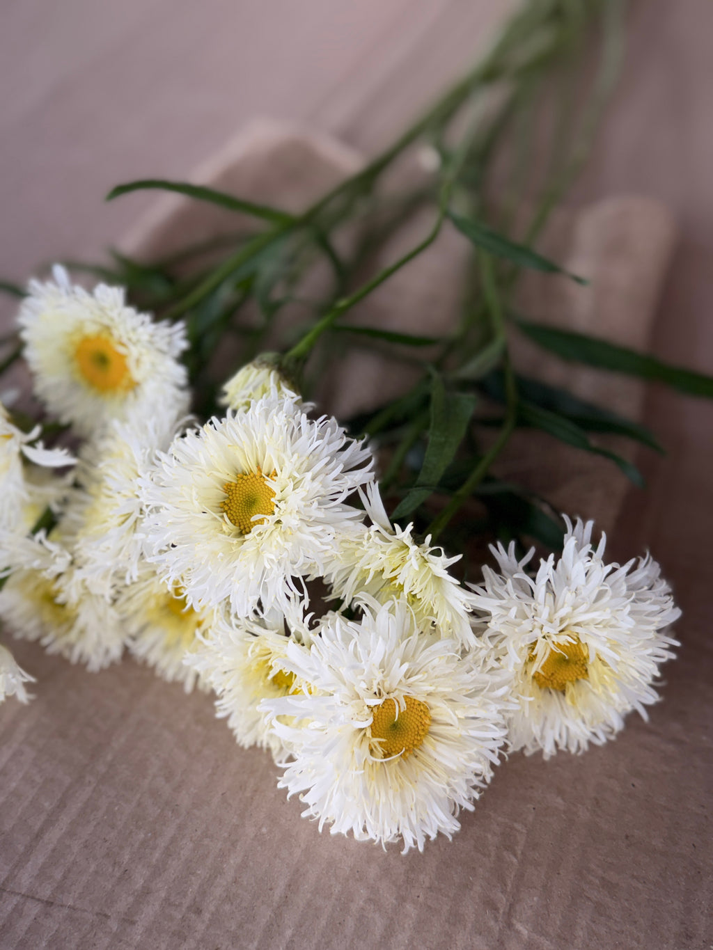 Daisy - Tall Double White
