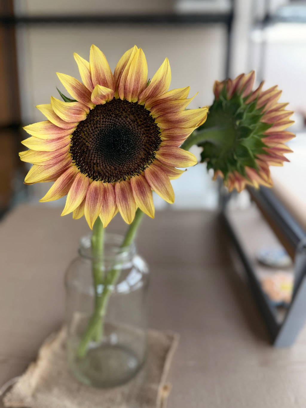 Sunflower - Procut Plum
