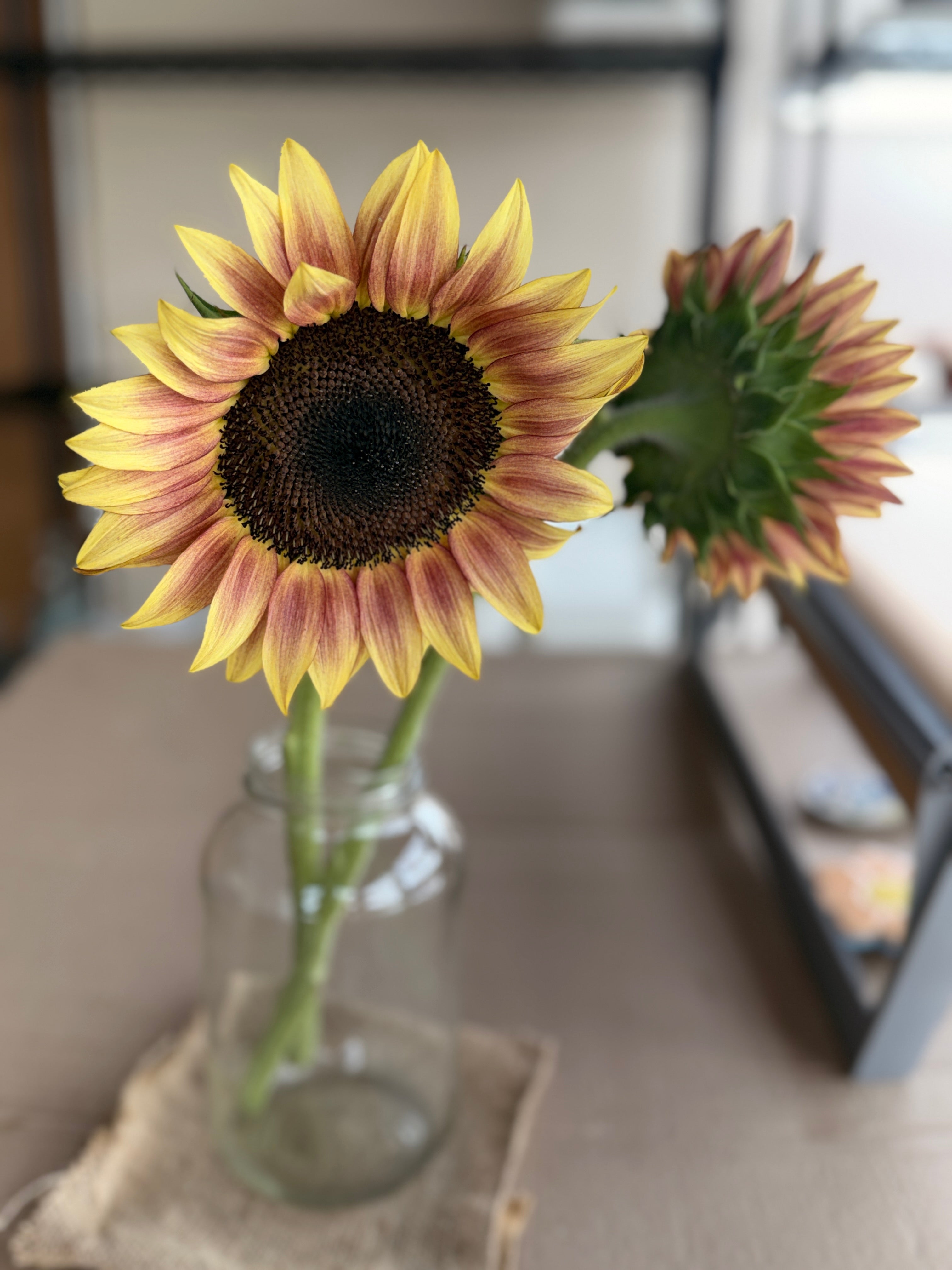 Sunflower - Procut Plum