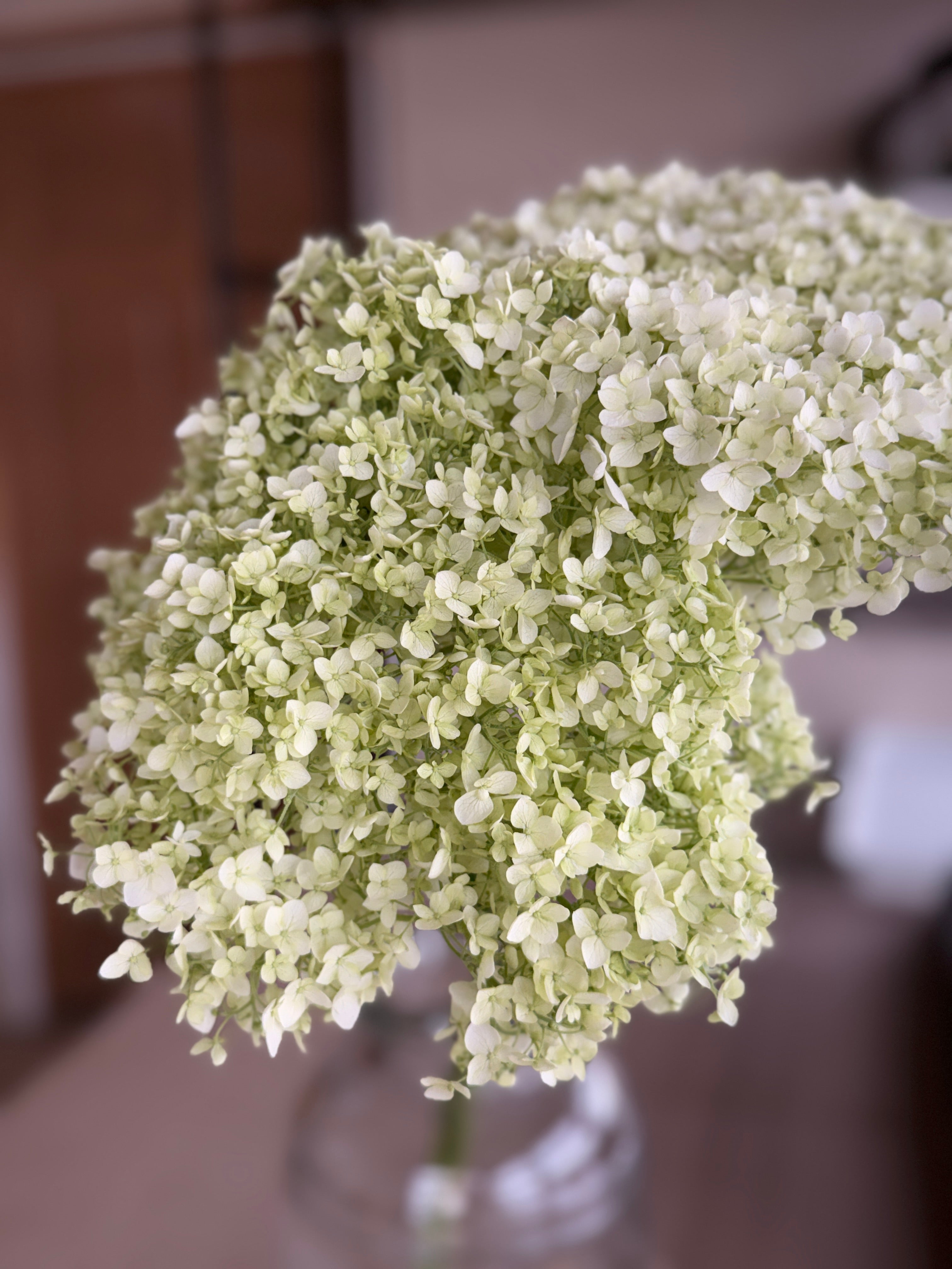 Hydrangea - Large White