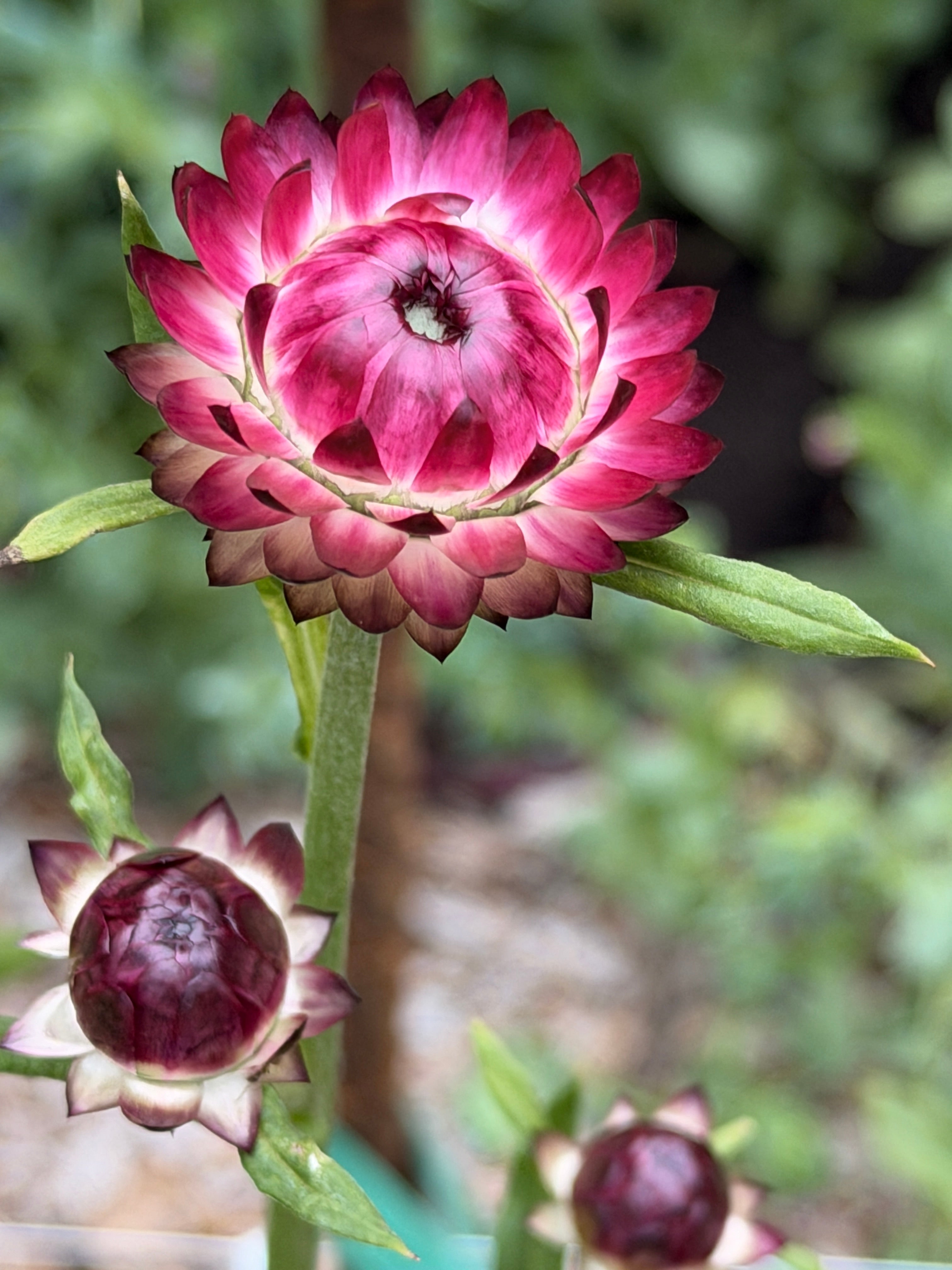 Strawflower - Cranberry Rose