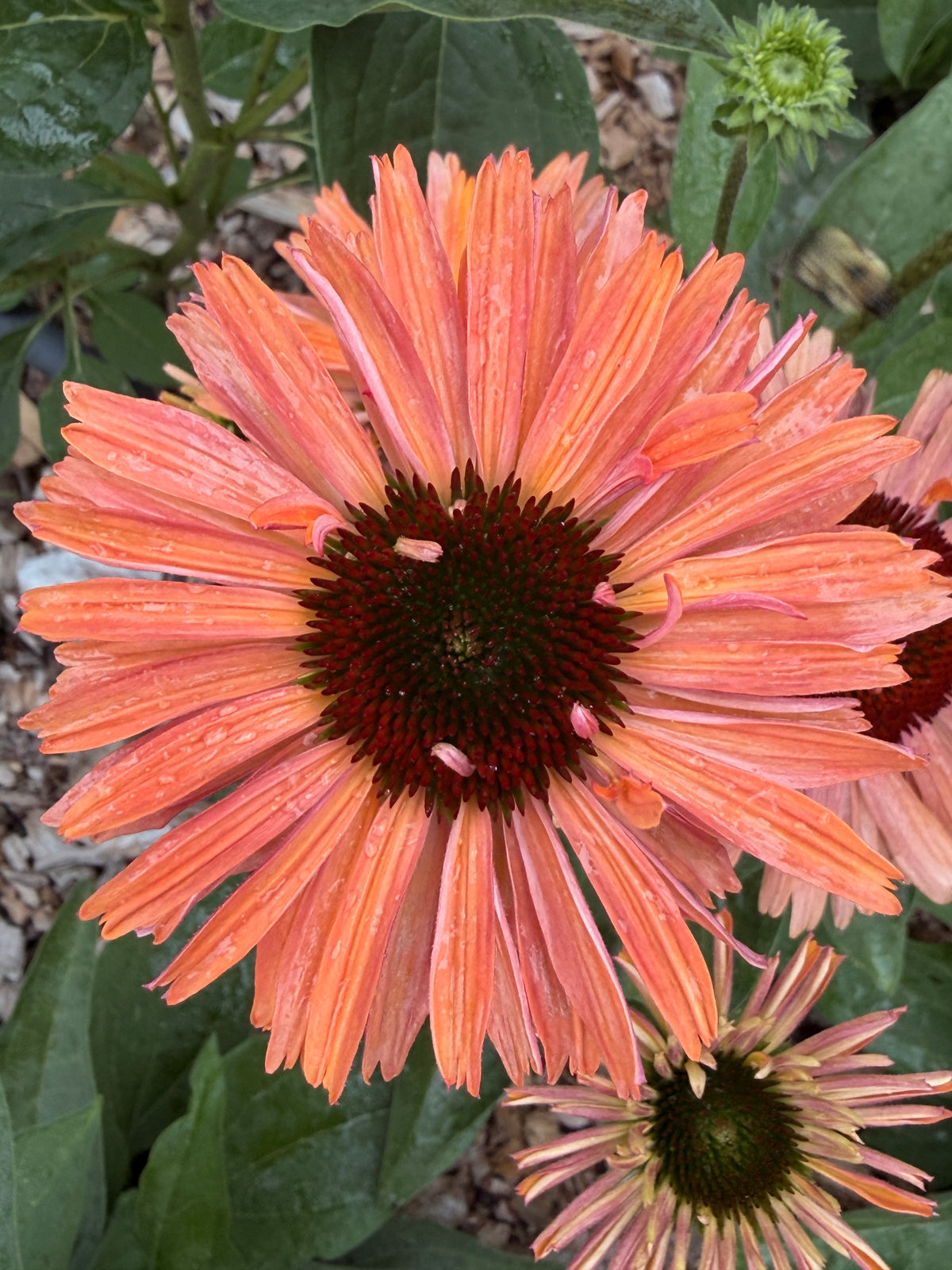 Echinacea - Pumpkin Spice