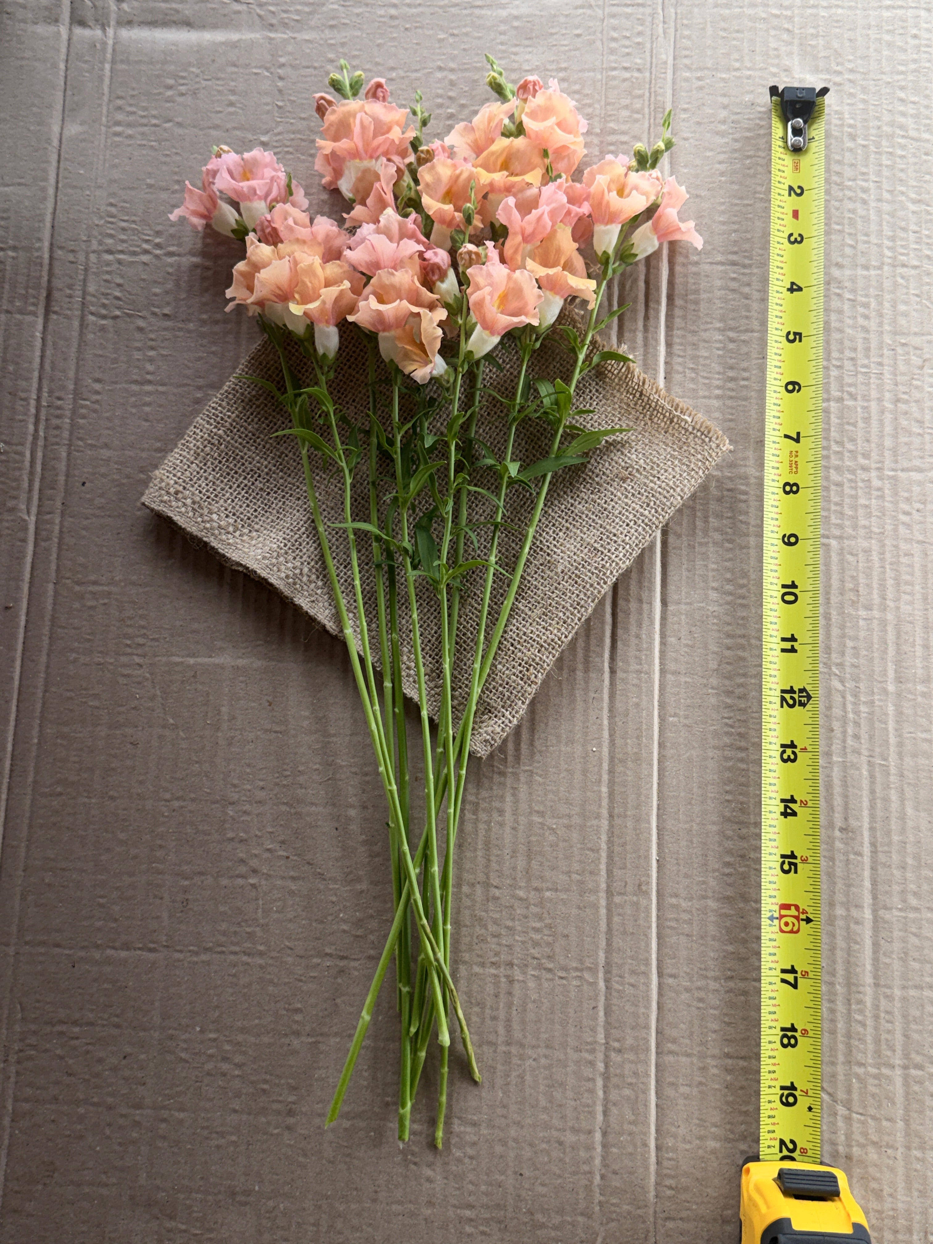 Snapdragon - Chantily Light Salmon