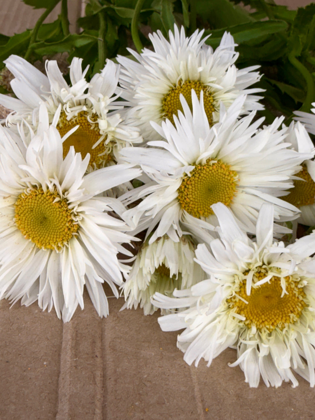 Daisy - Tall Double White