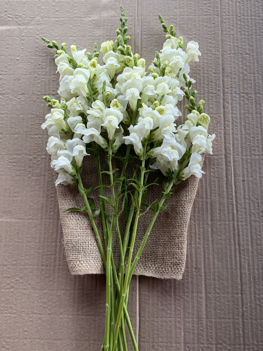 Snapdragon - Avignon White