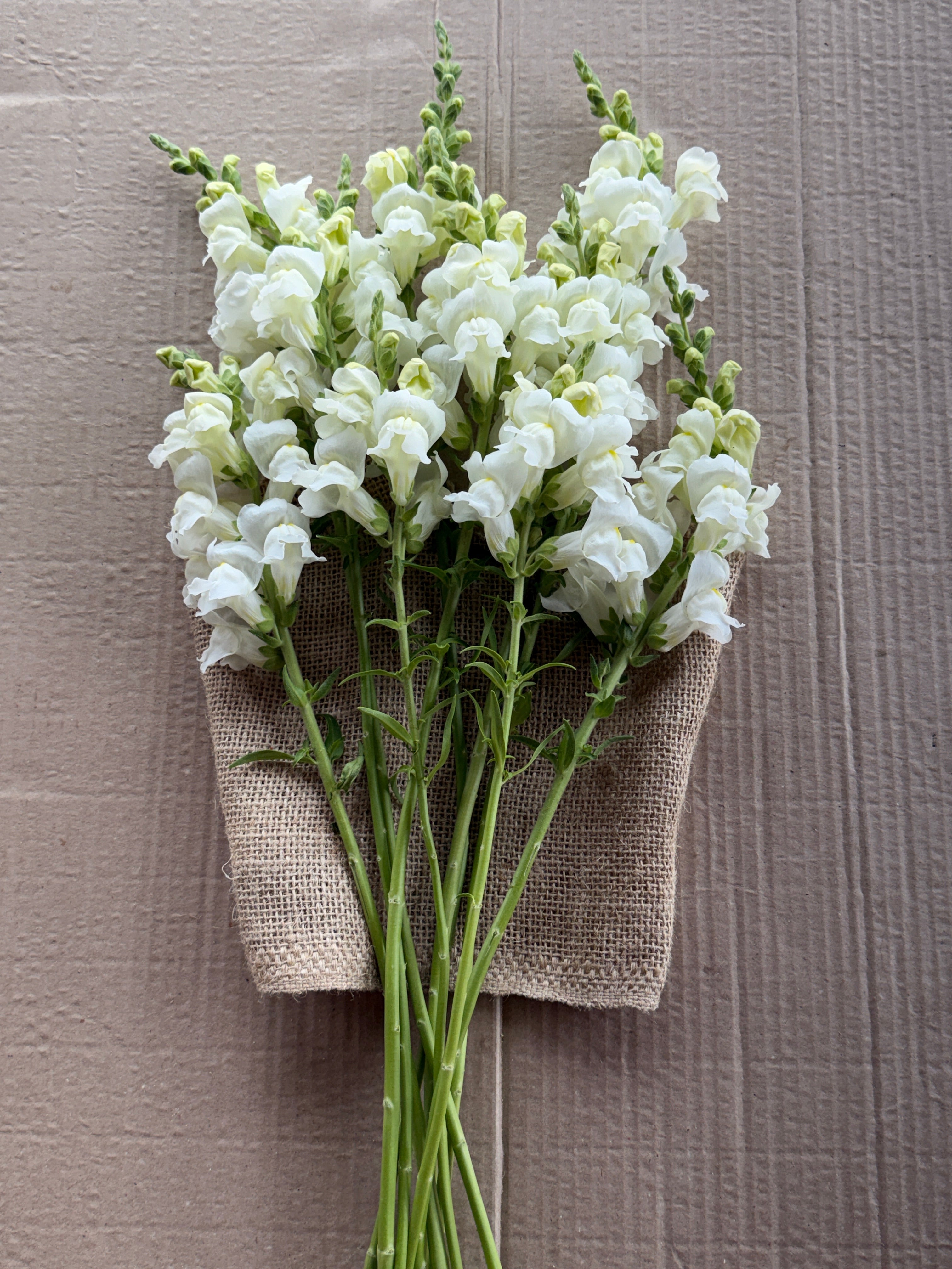 Snapdragon - Avignon White