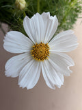 Cosmos - Afternoon White