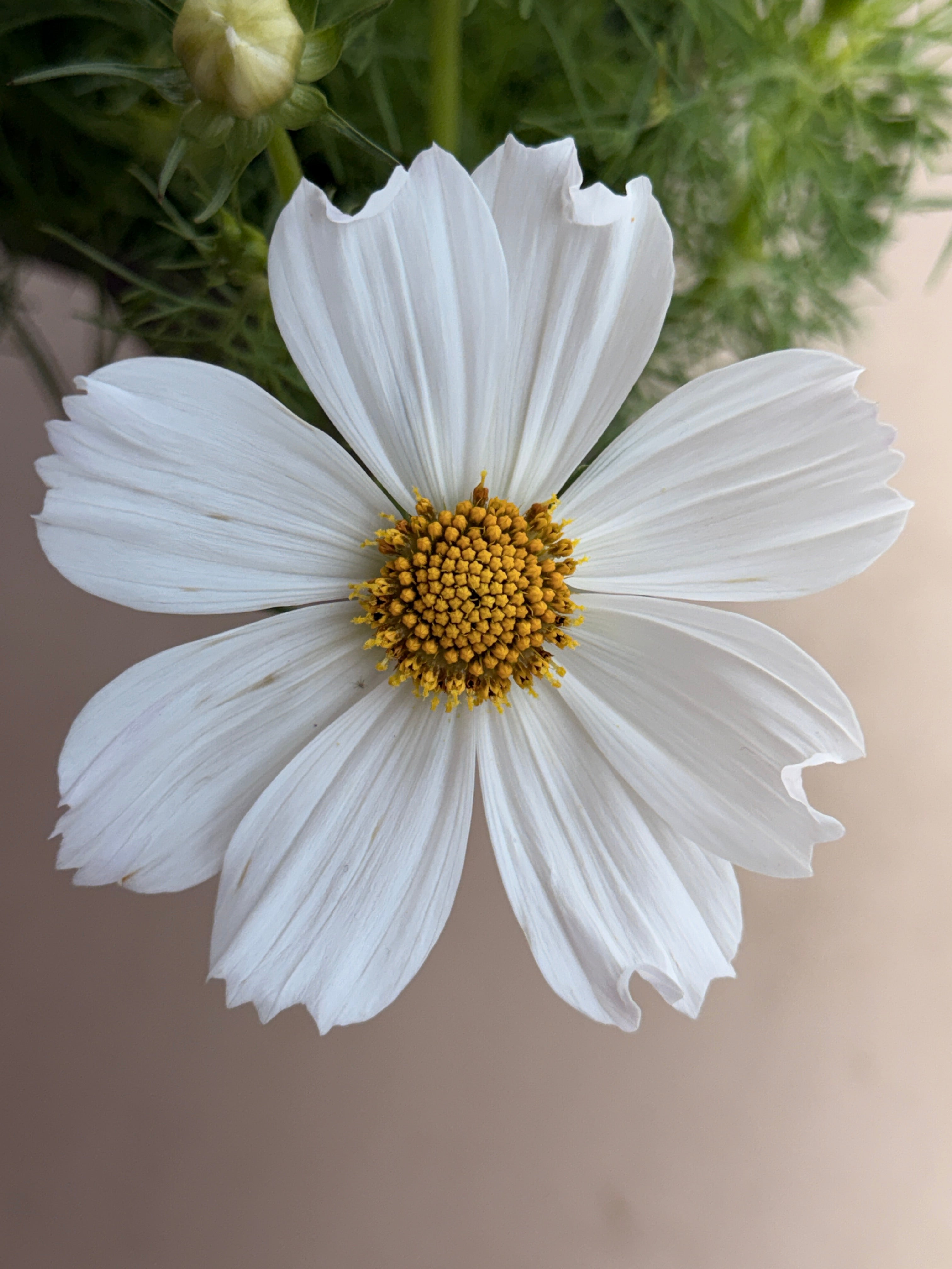 Cosmos - Afternoon White