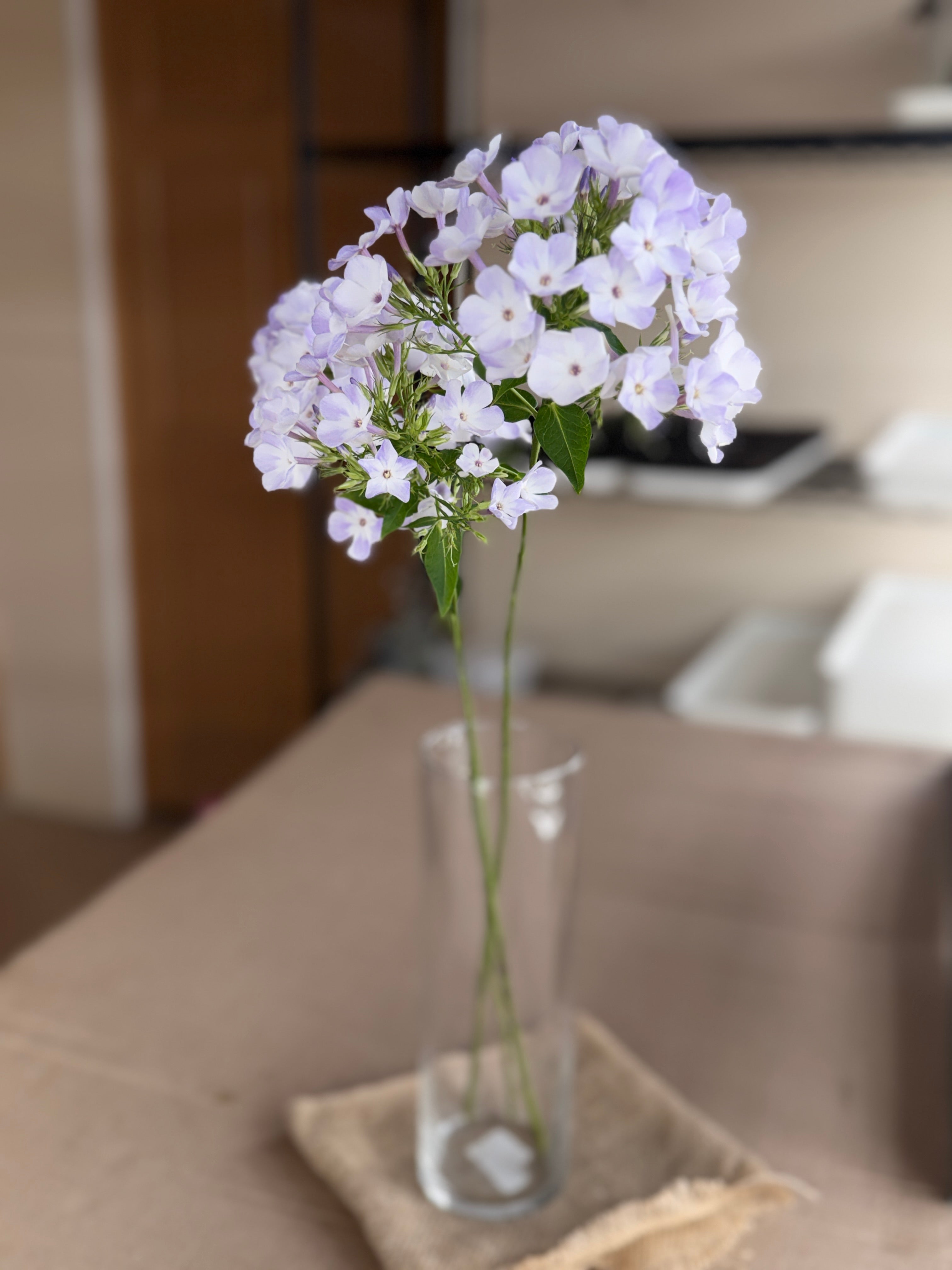 Phlox - White with Blue