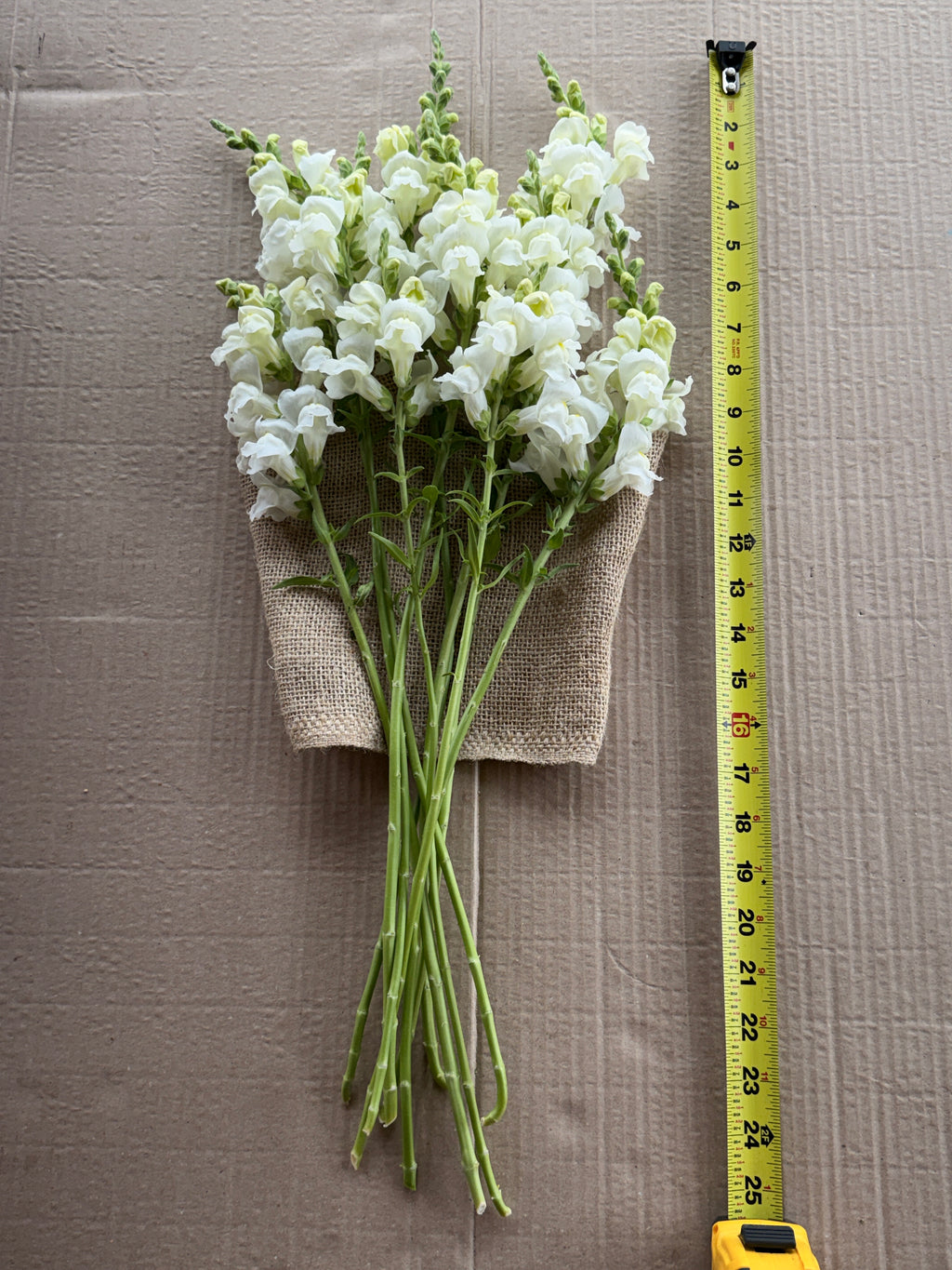 Snapdragon - Avignon White