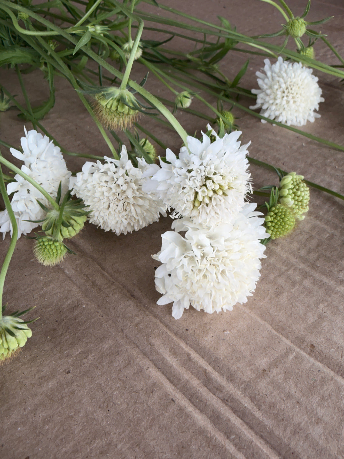 Scabiosa - White