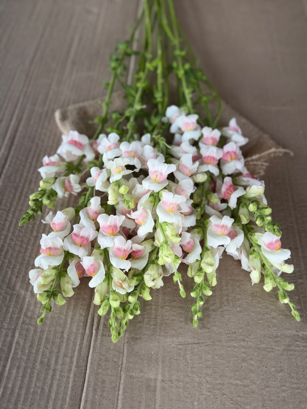 Snapdragon - Potomac Appleblossom