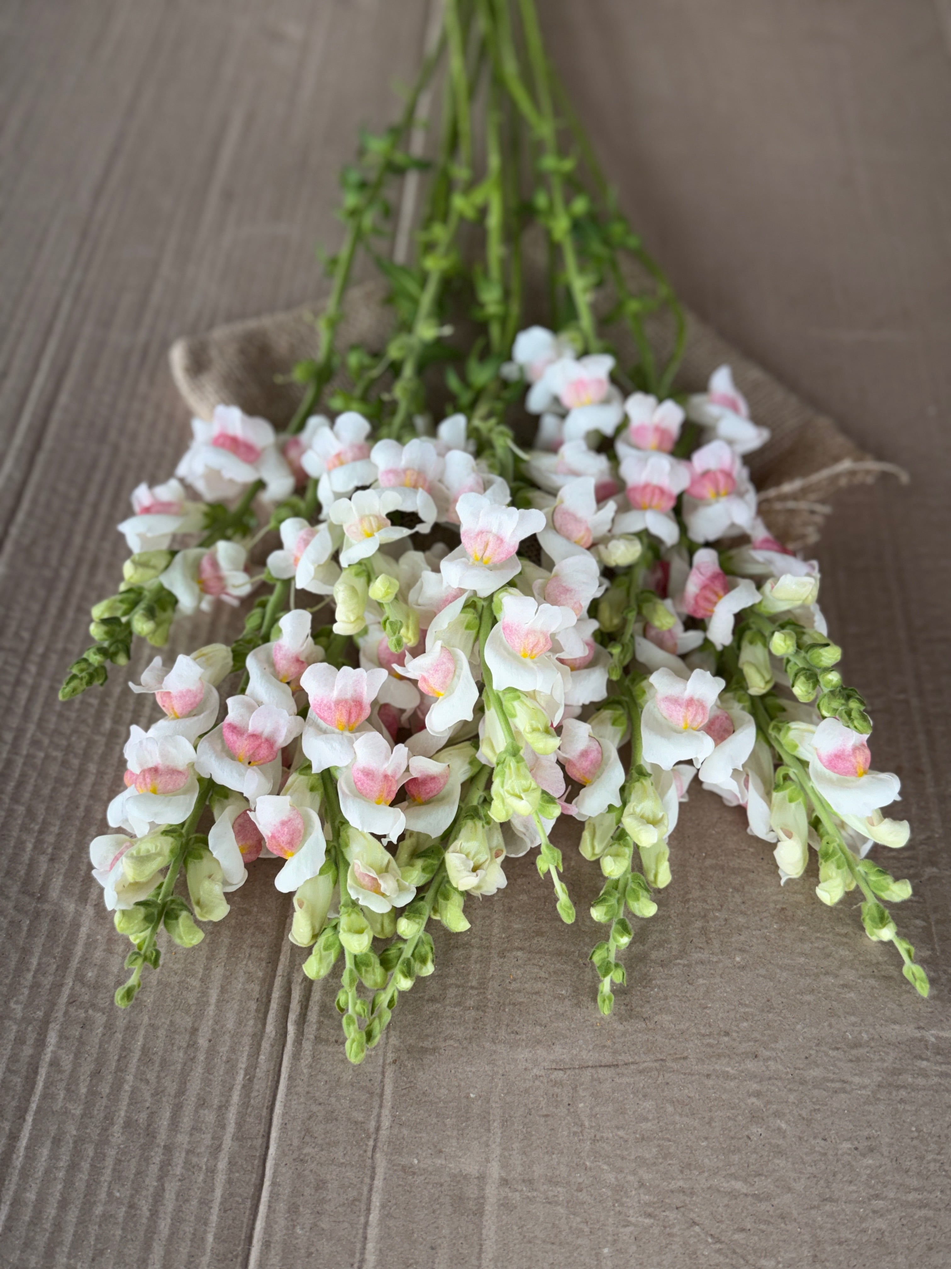 Snapdragon - Potomac Appleblossom