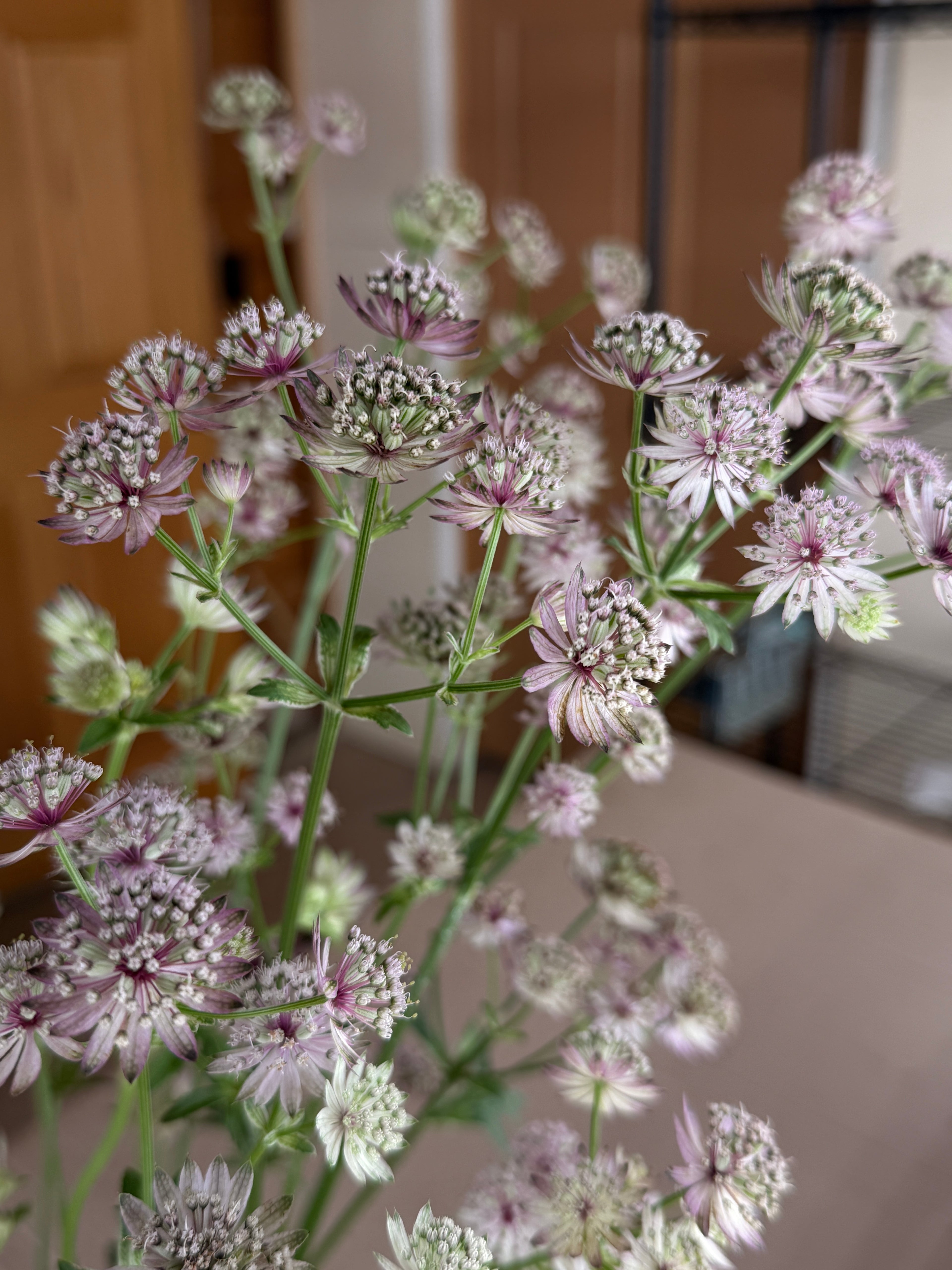 Astrantia - Pink
