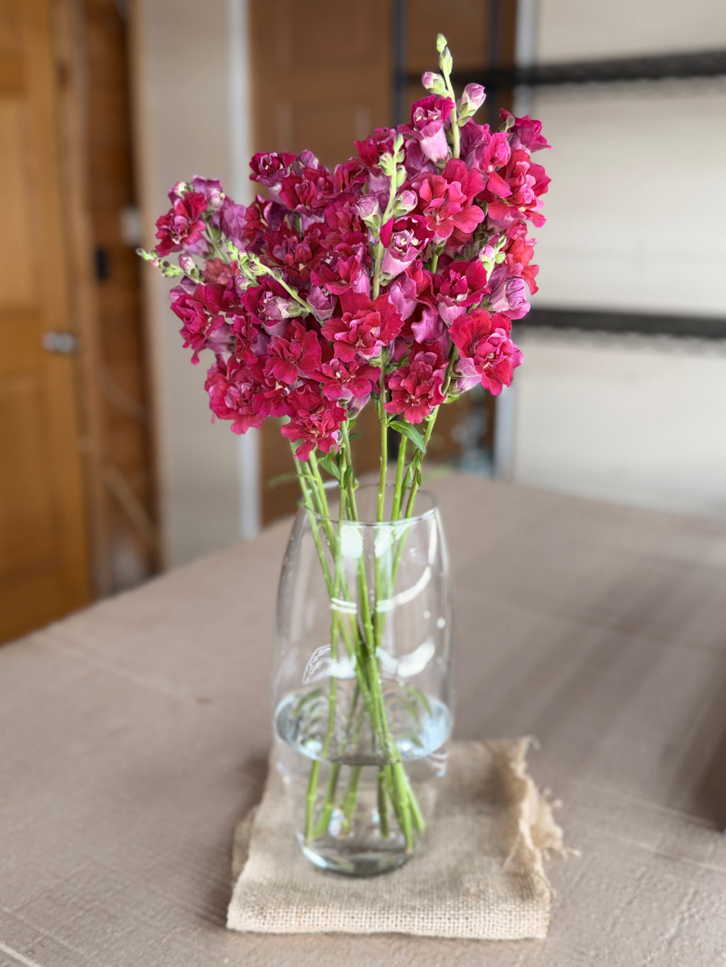 Snapdragon - Butterfly Red