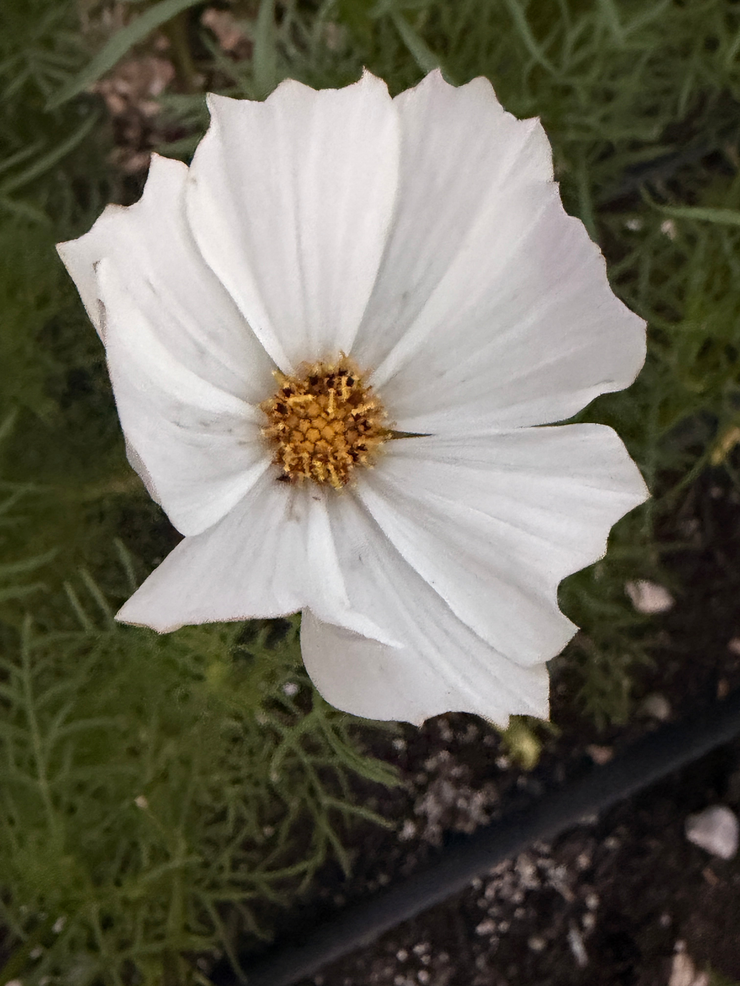 Cosmos - Afternoon White