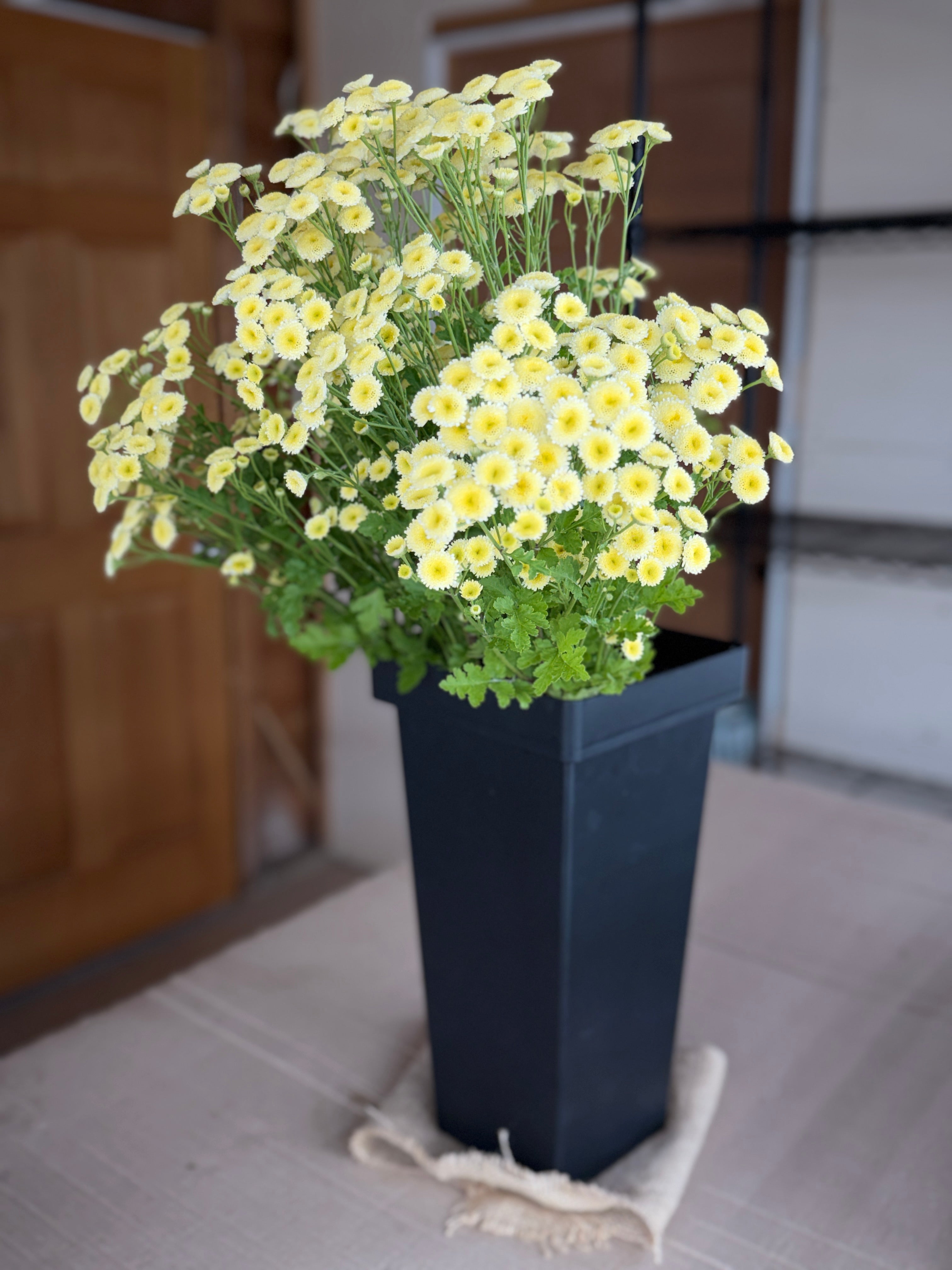 Feverfew - Magic Lime Green