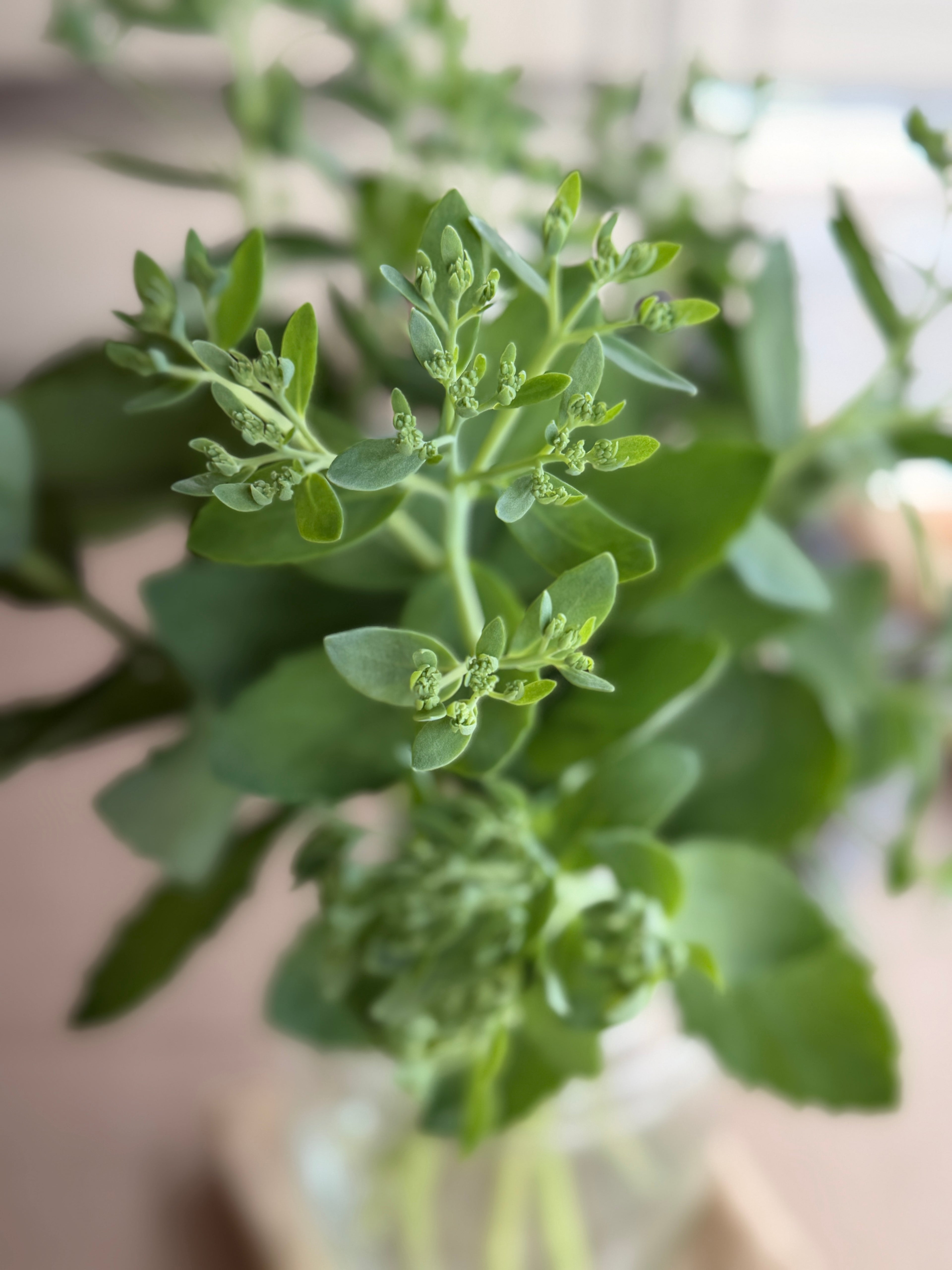 Sedum - Budded