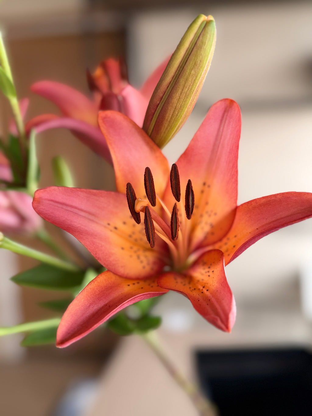 Lily - Royal Sunset